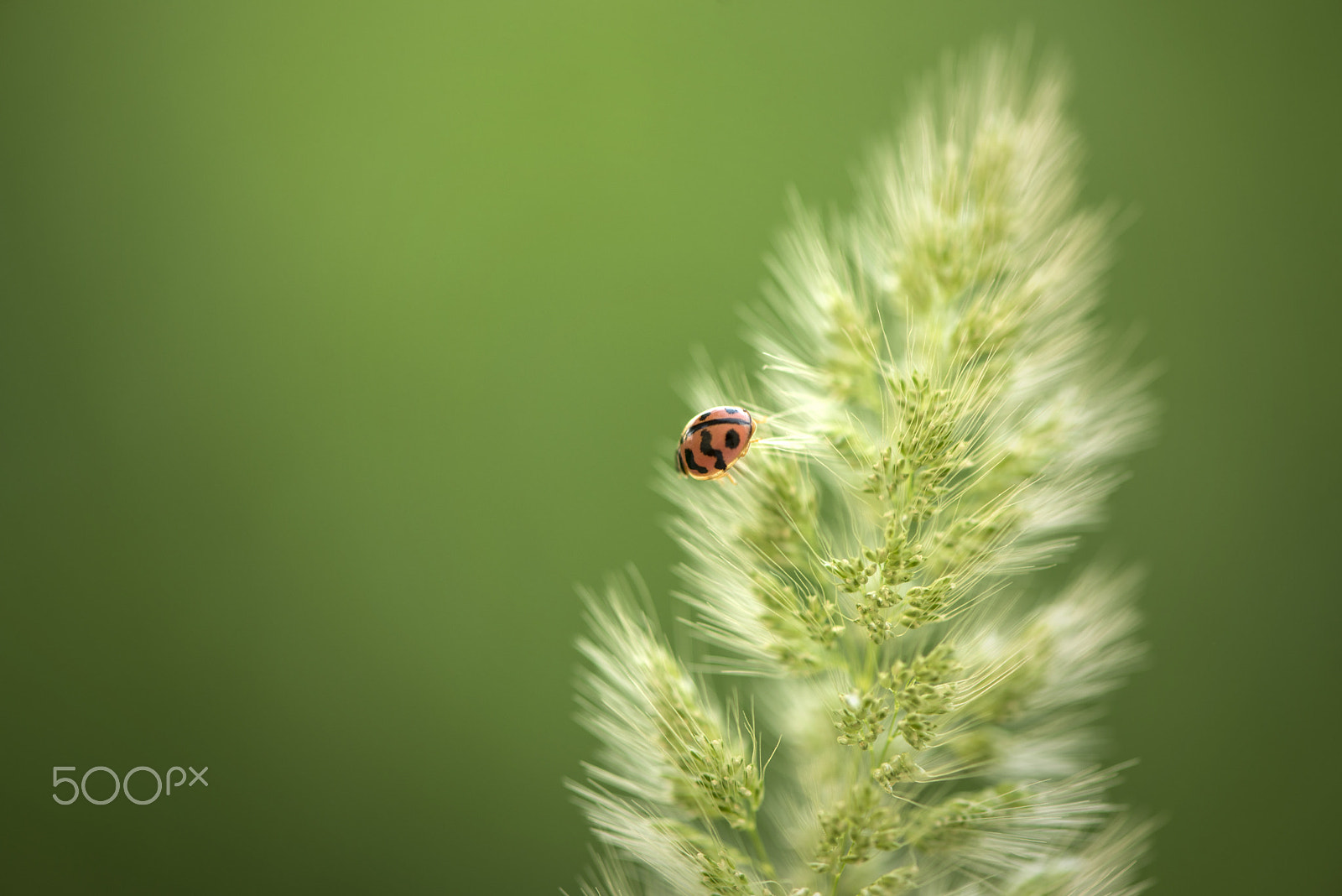 Nikon AF-S Micro-Nikkor 105mm F2.8G IF-ED VR sample photo. Ladybird photography