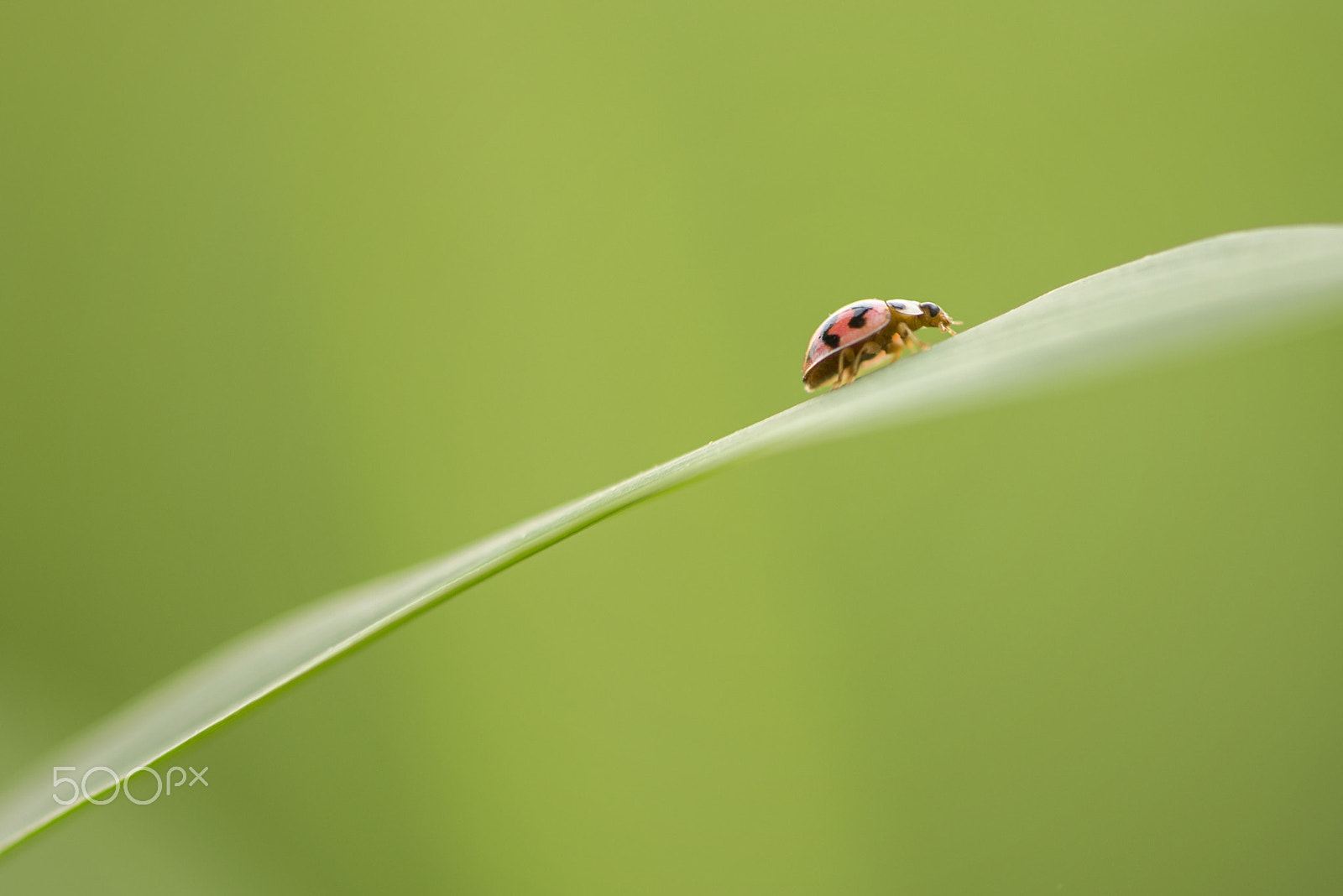 Nikon AF-S Micro-Nikkor 105mm F2.8G IF-ED VR sample photo. Ladybird photography
