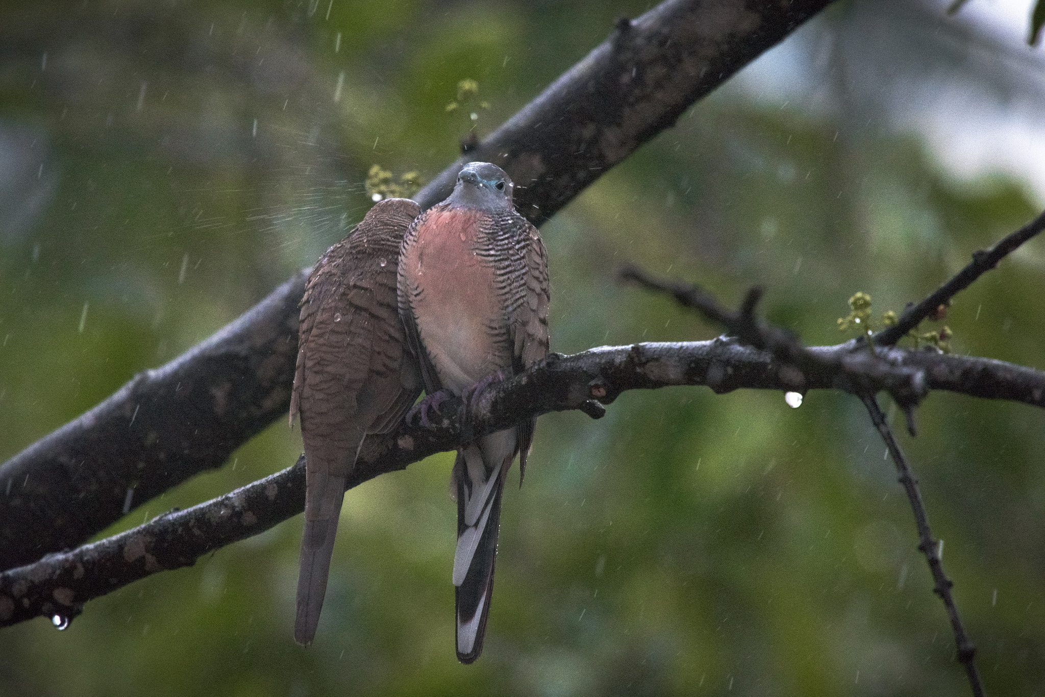 Nikon Nikkor AF-S 300mm F4E PF ED VR sample photo. A dovely rainy sunday photography