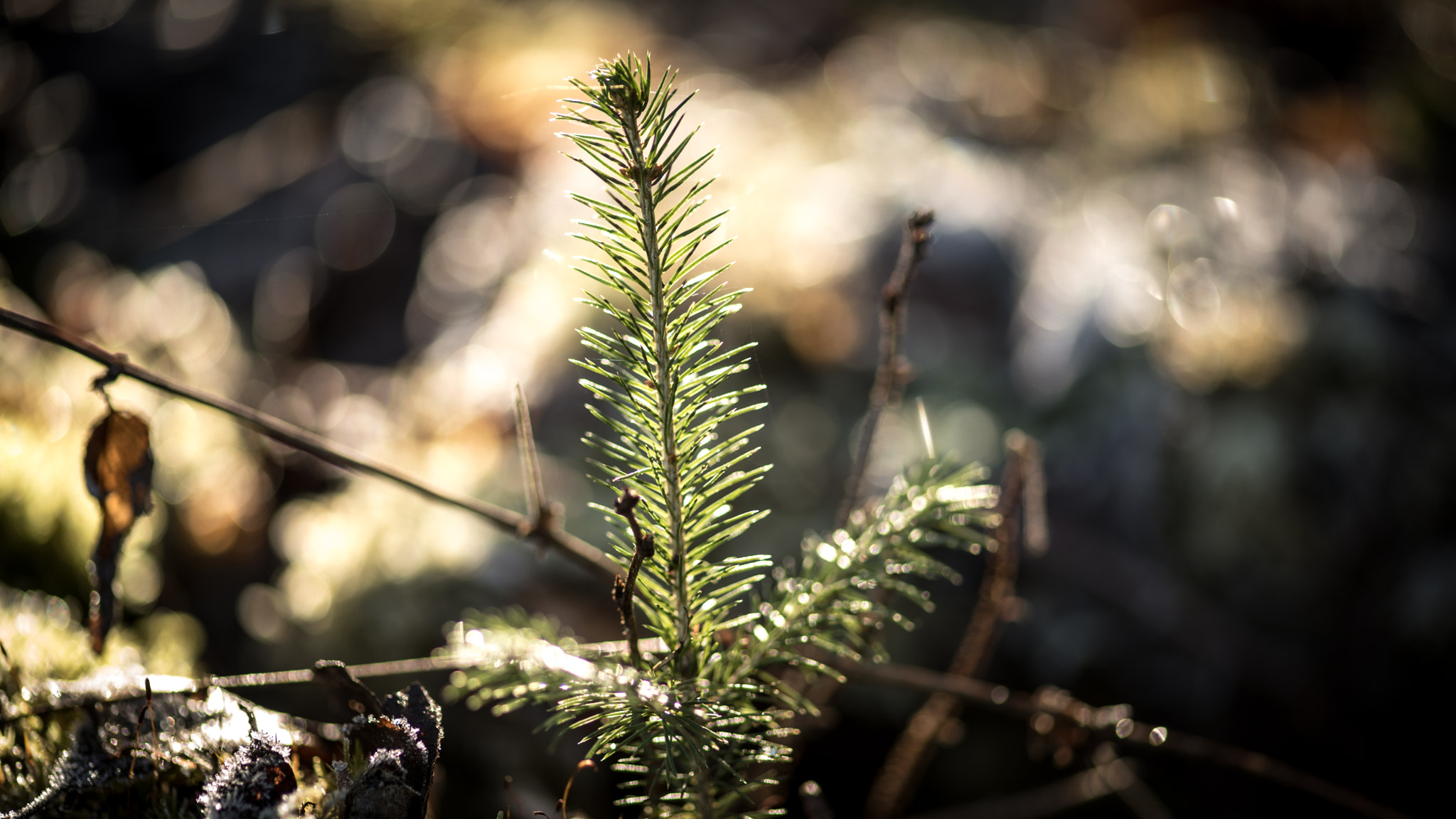 ZEISS Makro-Planar T* 100mm F2 sample photo. Jin photography