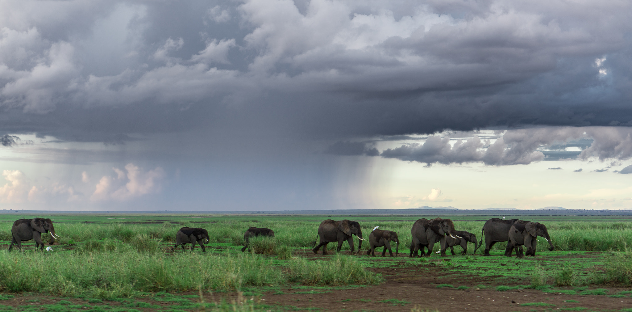 ZEISS Batis 85mm F1.8 sample photo. Kenia amboseli park photography