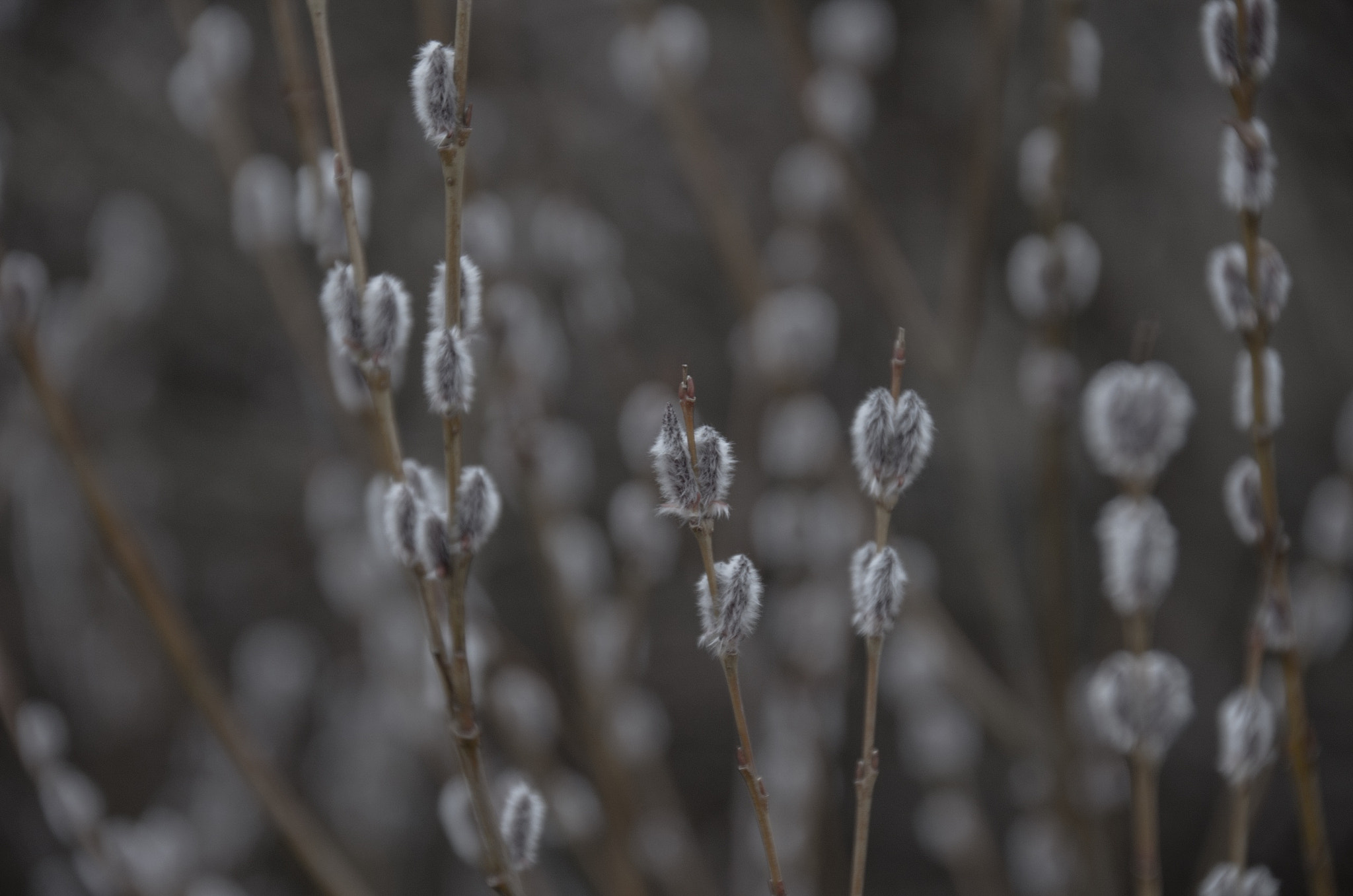 Pentax K-5 II sample photo. Untitled photography