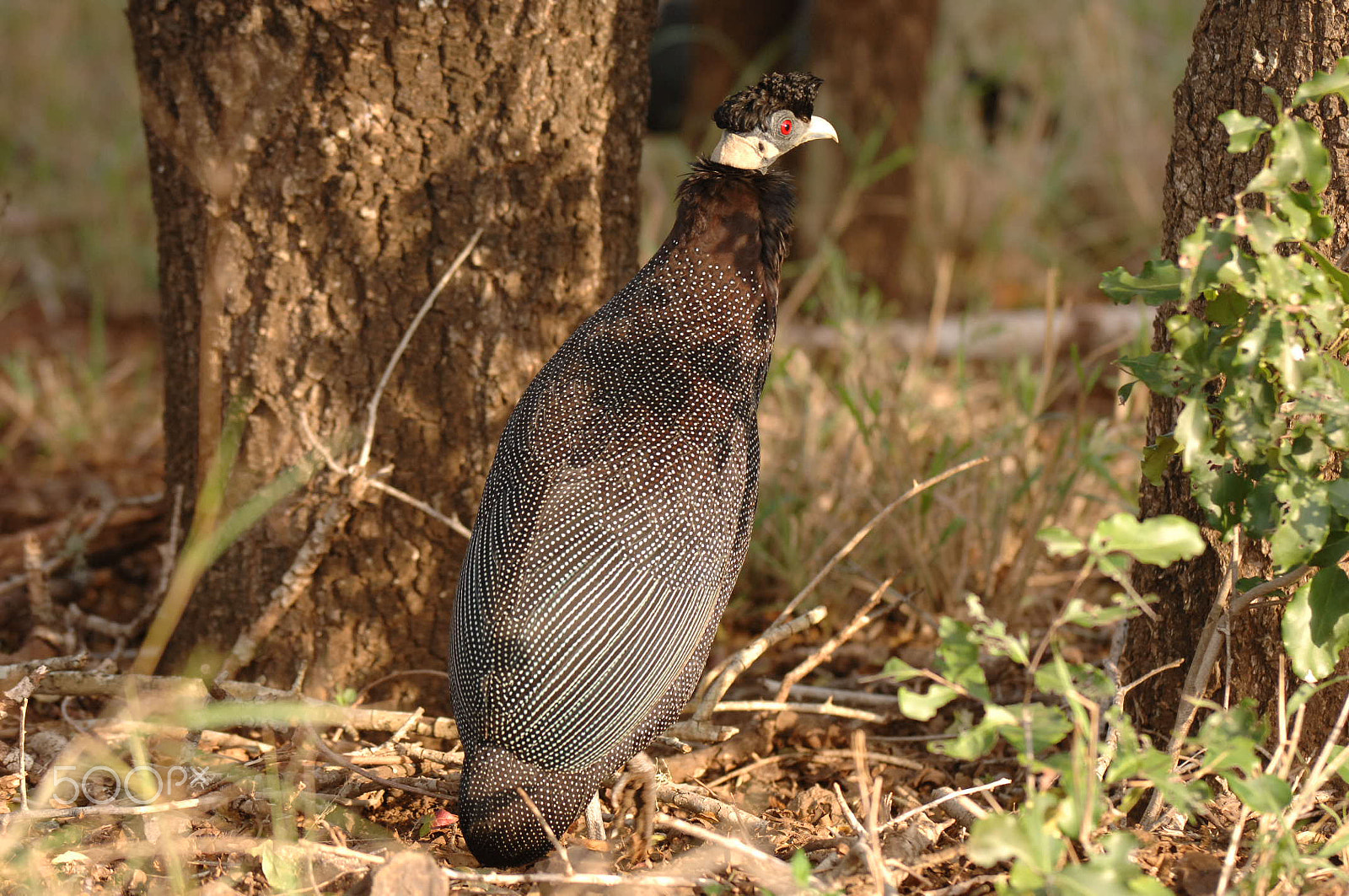 Nikon D2X + Nikon AF-S Nikkor 200-400mm F4G ED-IF VR sample photo. Crested guinea fowl photography