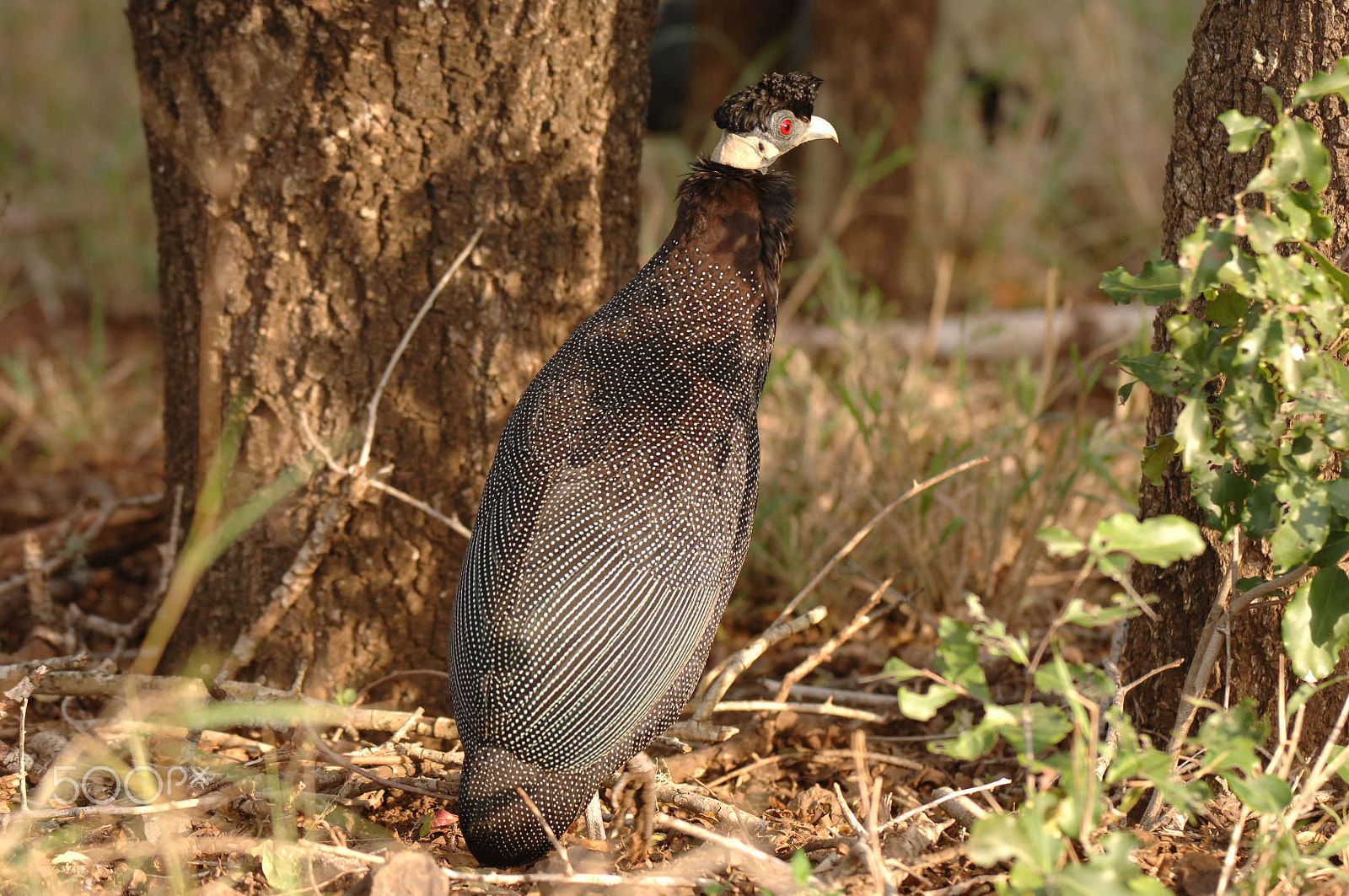 Nikon AF-S Nikkor 200-400mm F4G ED-IF VR sample photo. Crested guinea fowl photography