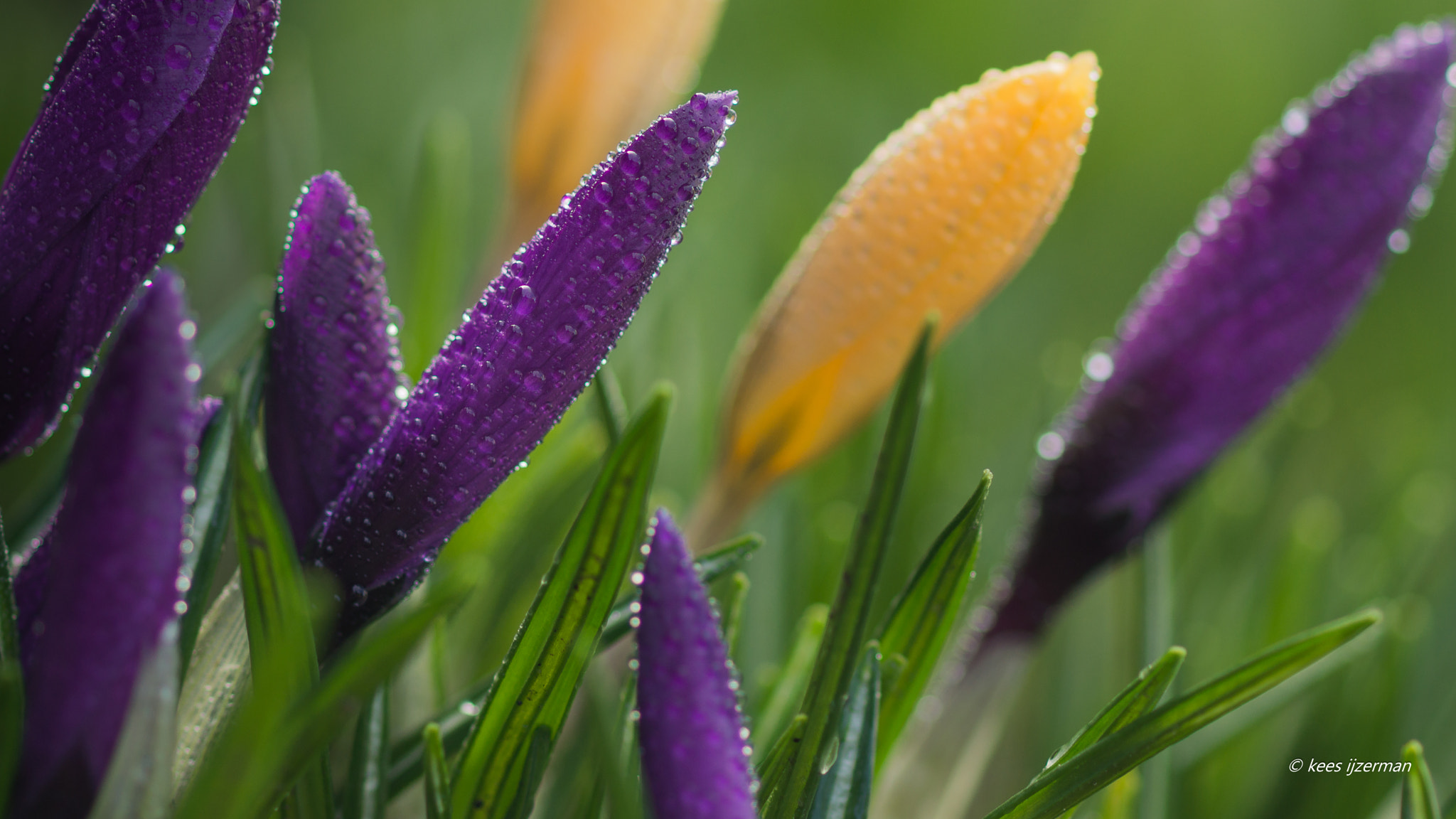 Sony SLT-A77 + Sony 100mm F2.8 Macro sample photo. Spring ! photography