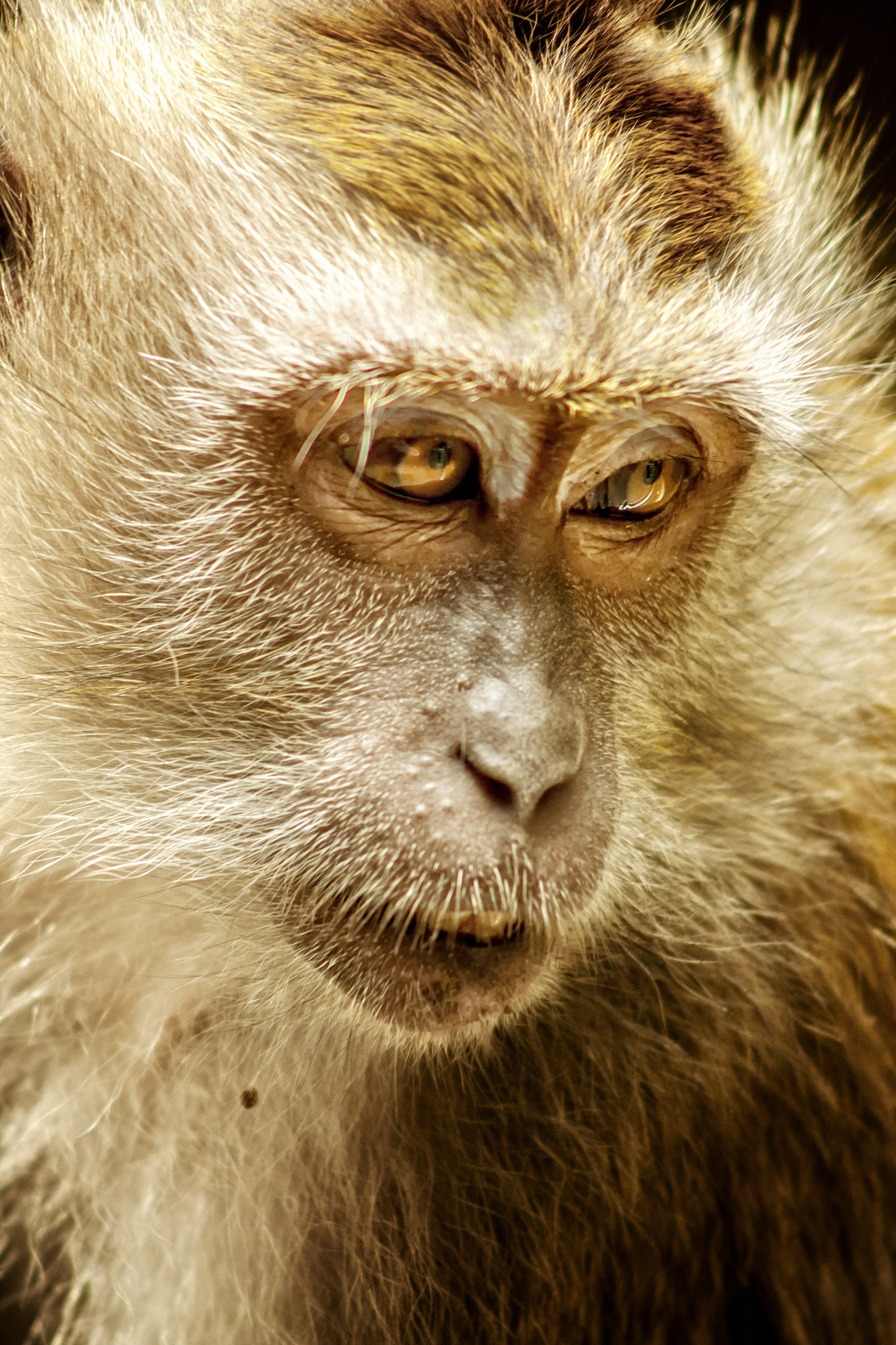 Canon EF 90-300mm F4.5-5.6 USM sample photo. Rhesus macaque photography