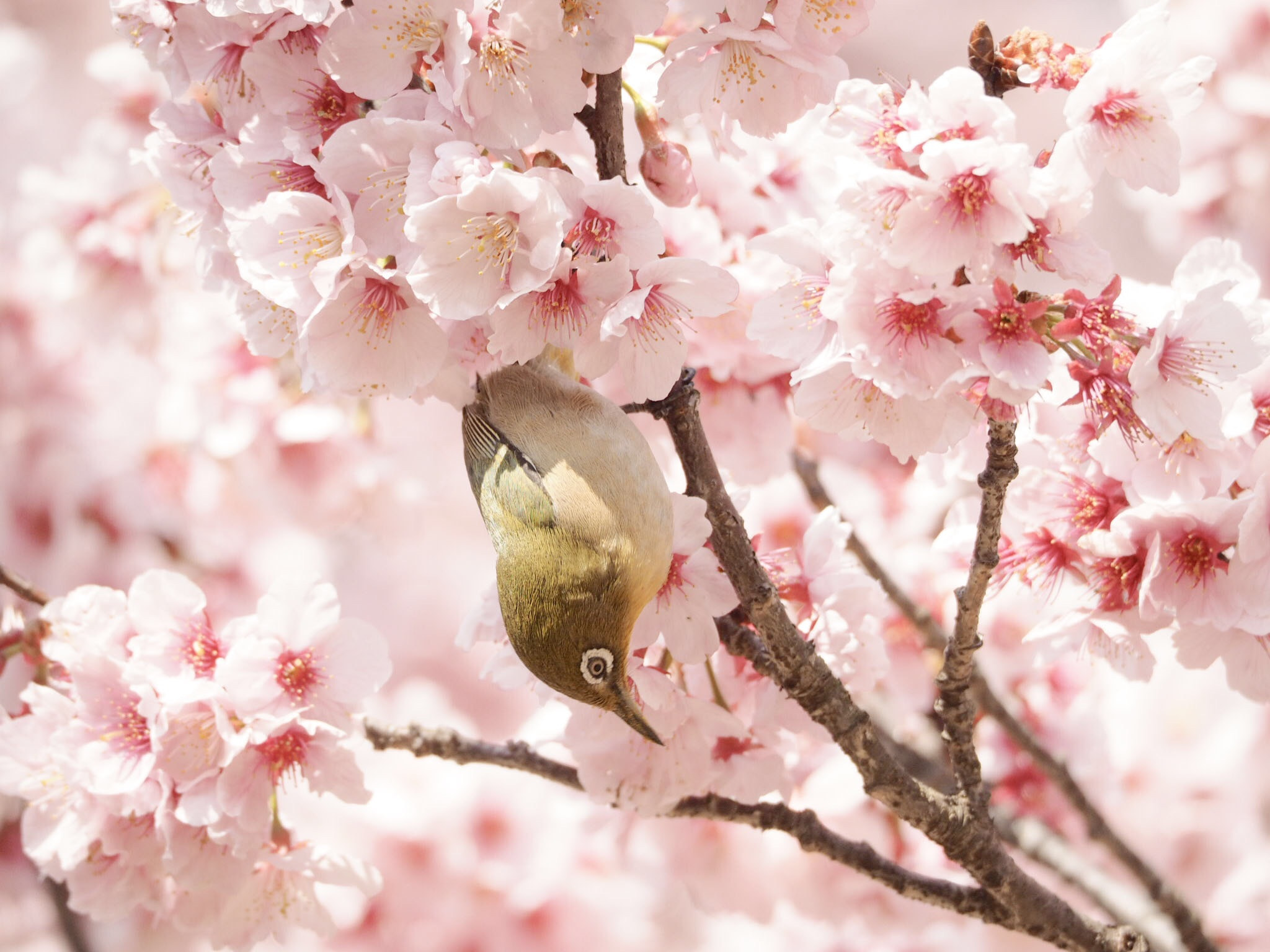 Olympus OM-D E-M1 sample photo. In the cherry photography