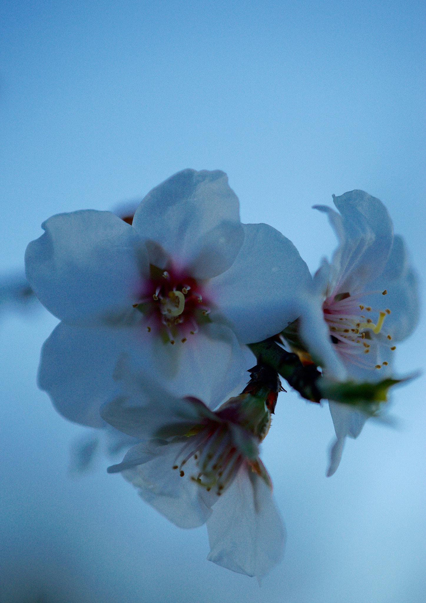 Sony FE 90mm F2.8 Macro G OSS sample photo