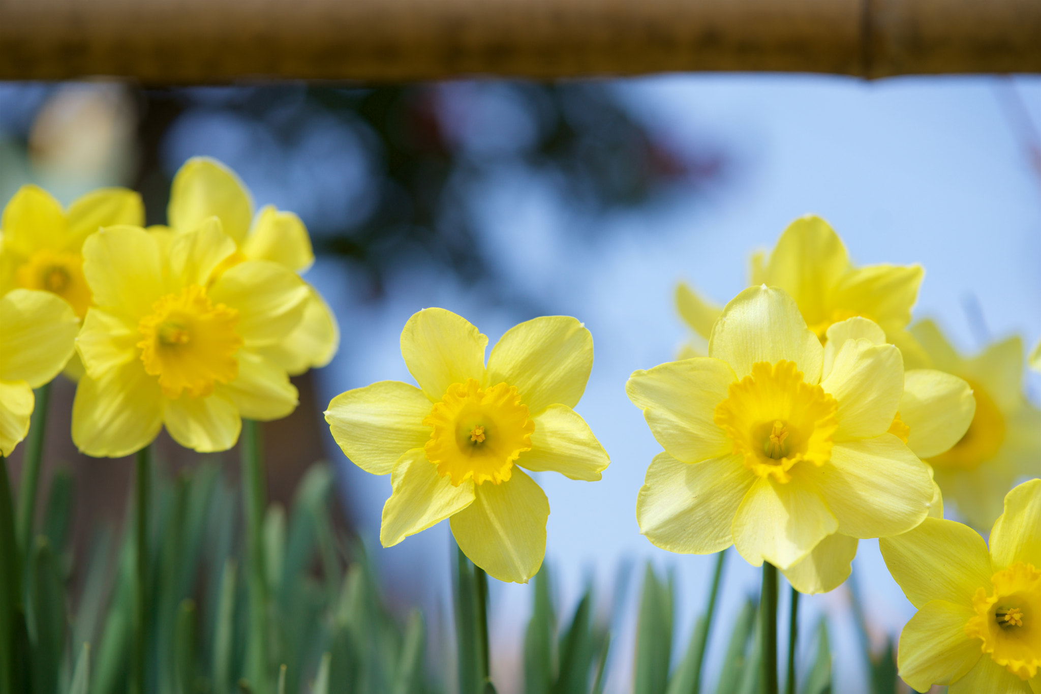 Sony a7 + Sony FE 90mm F2.8 Macro G OSS sample photo. Flowers 4553 photography