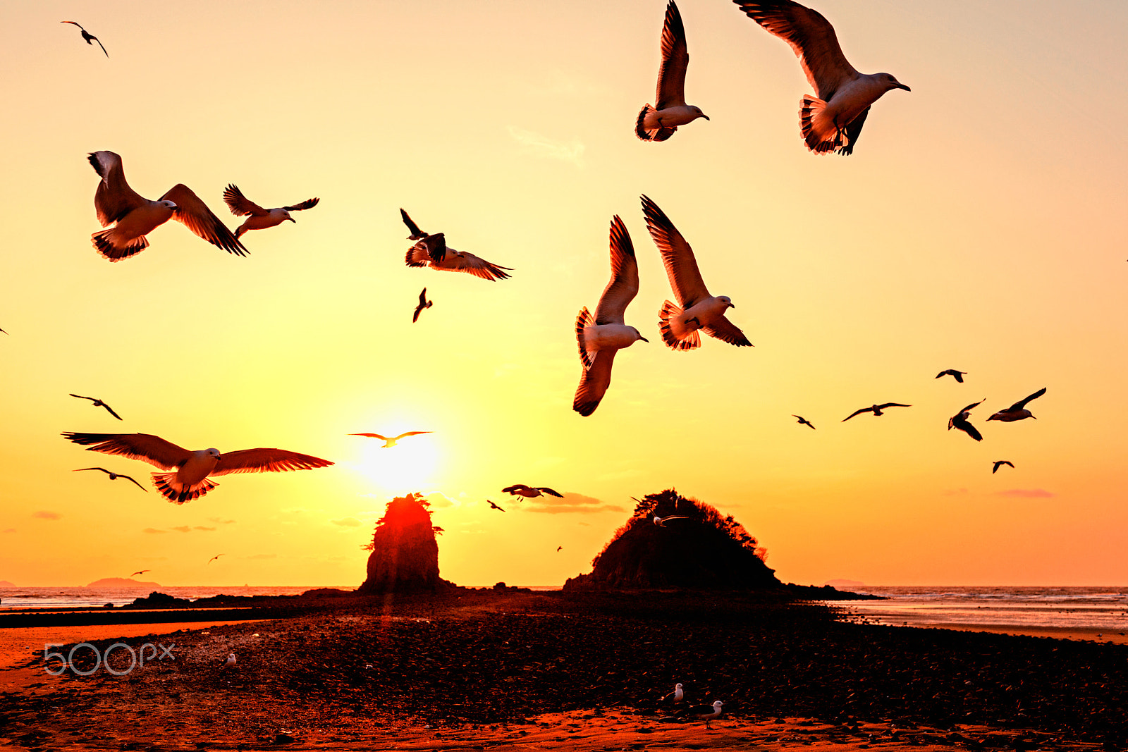 Canon EF 35mm F1.4L USM sample photo. Gulls photography