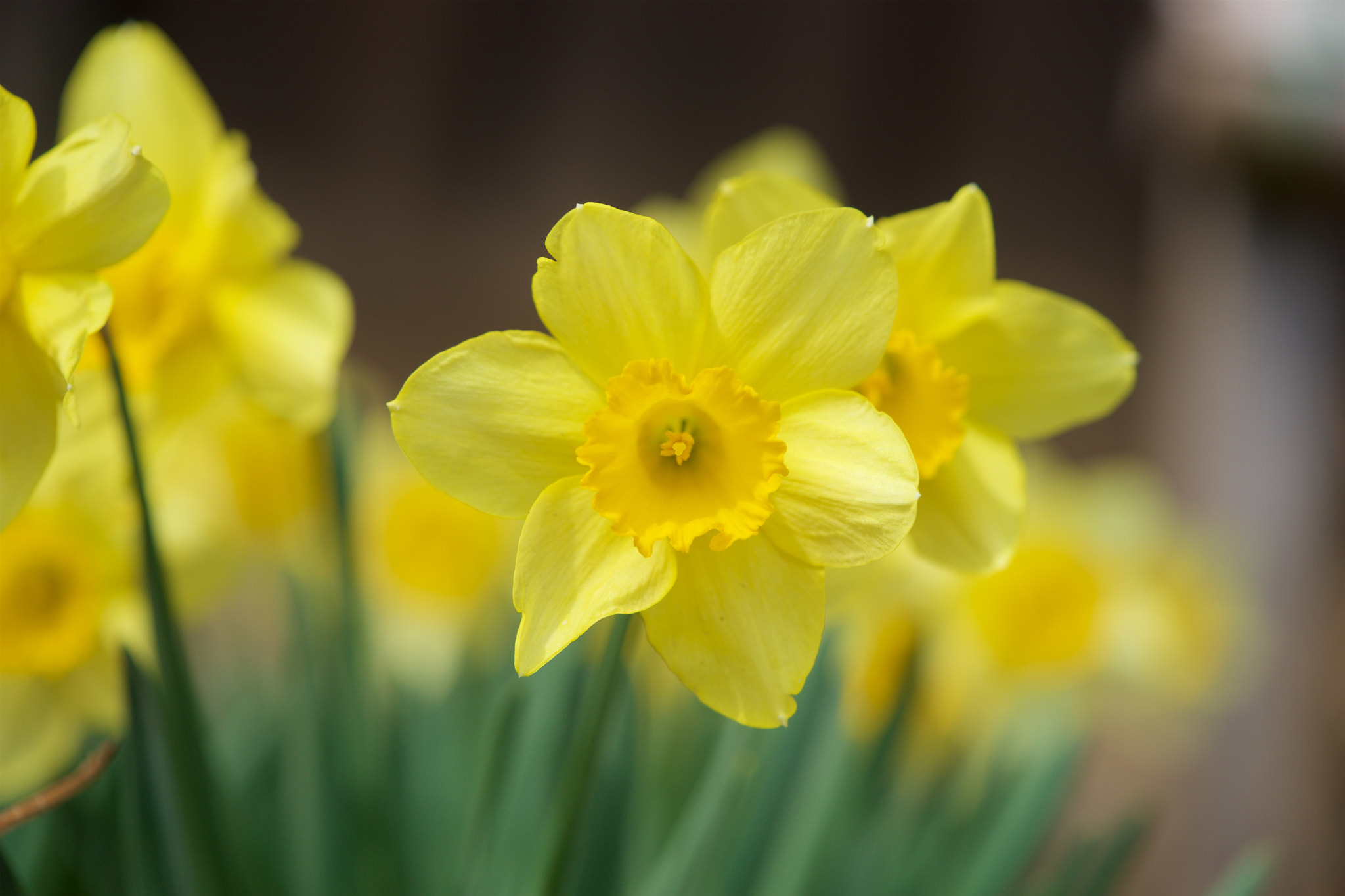 Sony a7 + Sony FE 90mm F2.8 Macro G OSS sample photo. Flowers 4554 photography