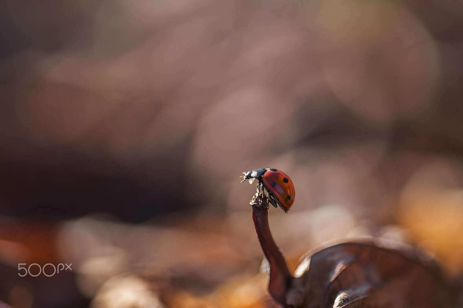Sigma 150mm F2.8 EX DG OS Macro HSM sample photo. The first one photography
