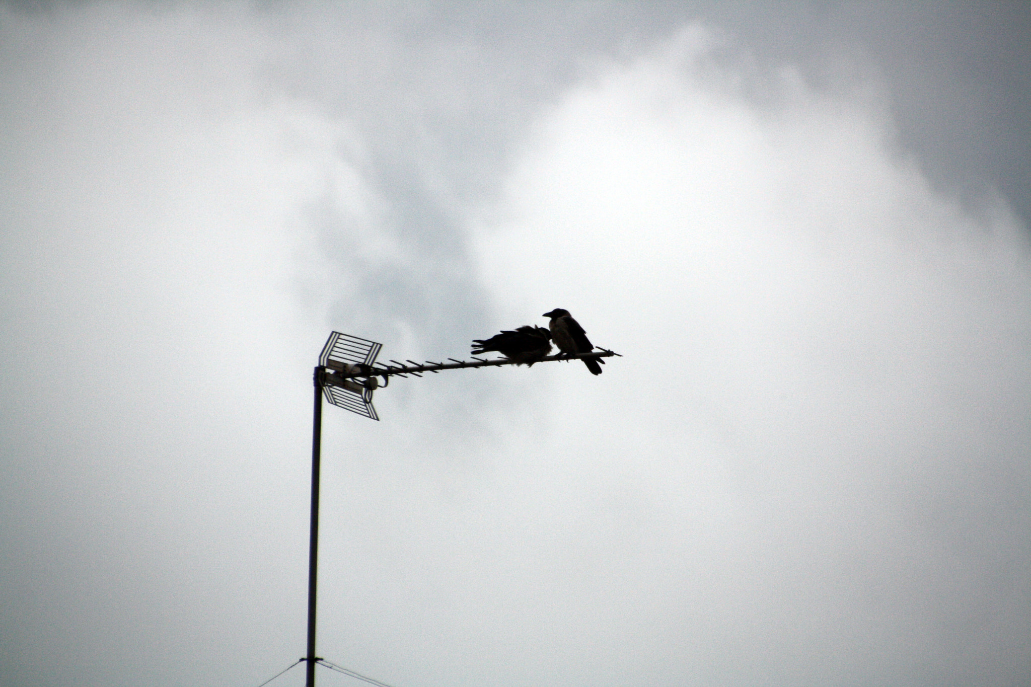 Canon EOS 1000D (EOS Digital Rebel XS / EOS Kiss F) sample photo. Disrupting signals photography