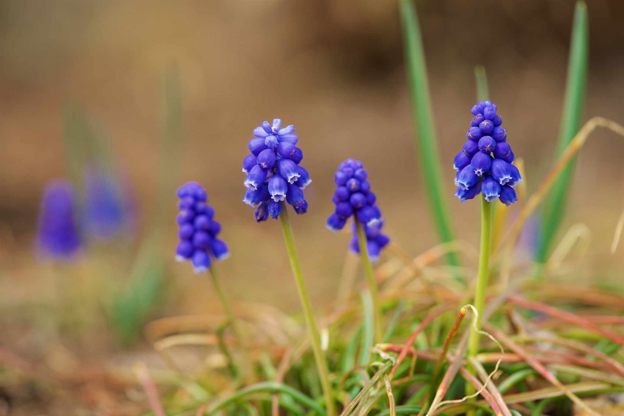 Sony a7 + Sony FE 90mm F2.8 Macro G OSS sample photo. Flowers 4555 photography