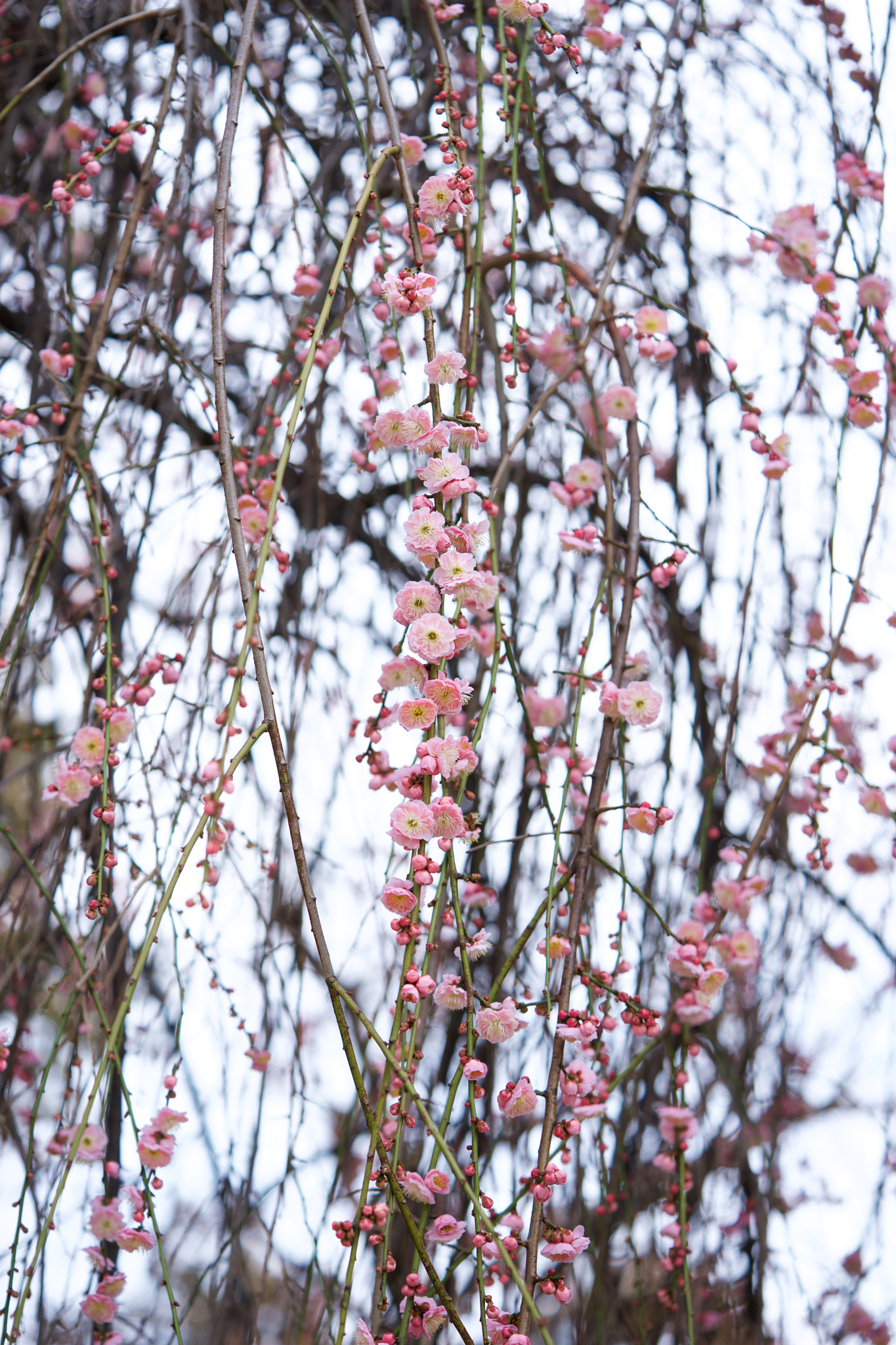 Sony a7 + Sony FE 90mm F2.8 Macro G OSS sample photo. Flowers 4557 photography