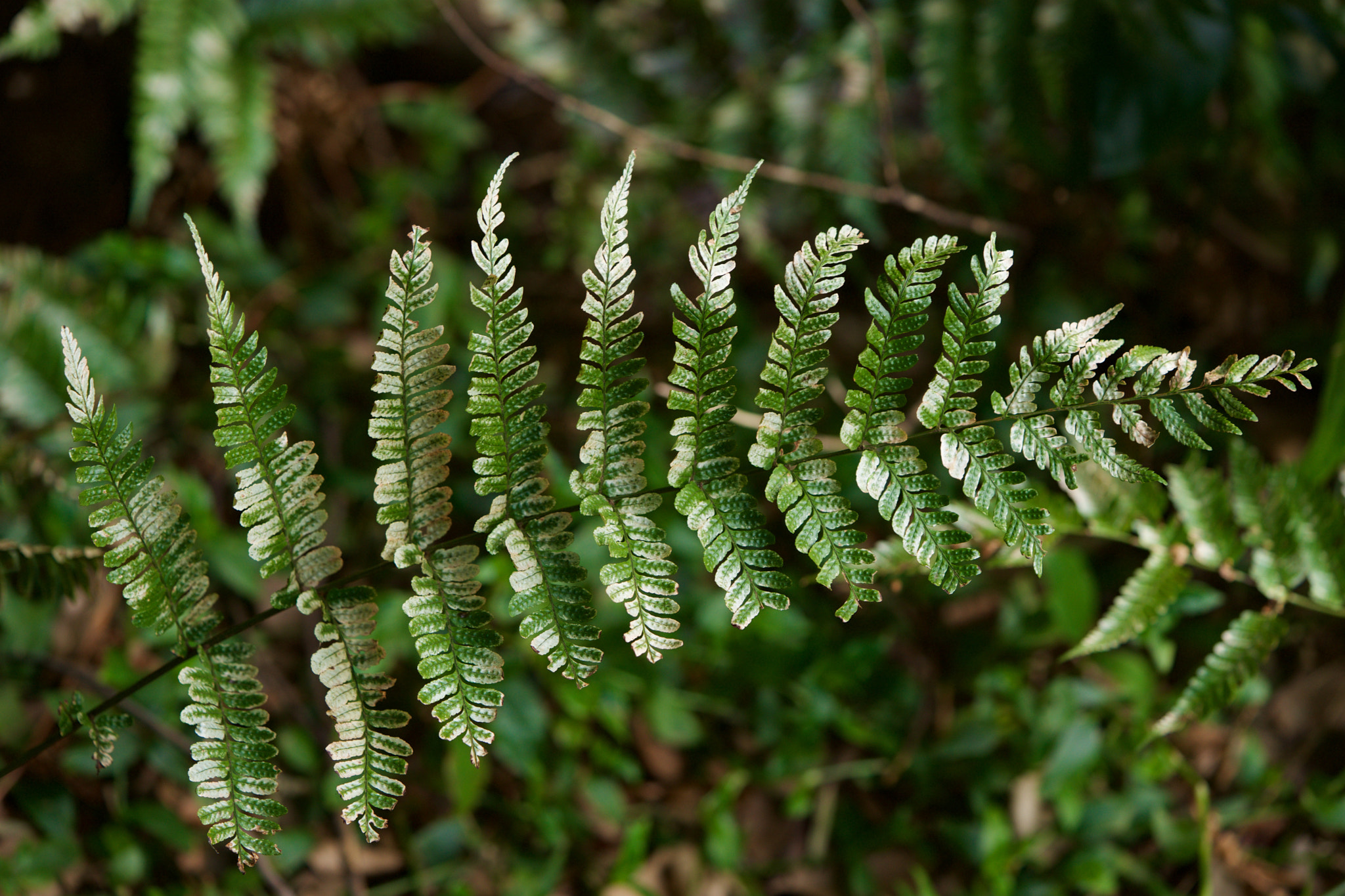 Sony a7 + Sony FE 90mm F2.8 Macro G OSS sample photo. Leaves 627 photography