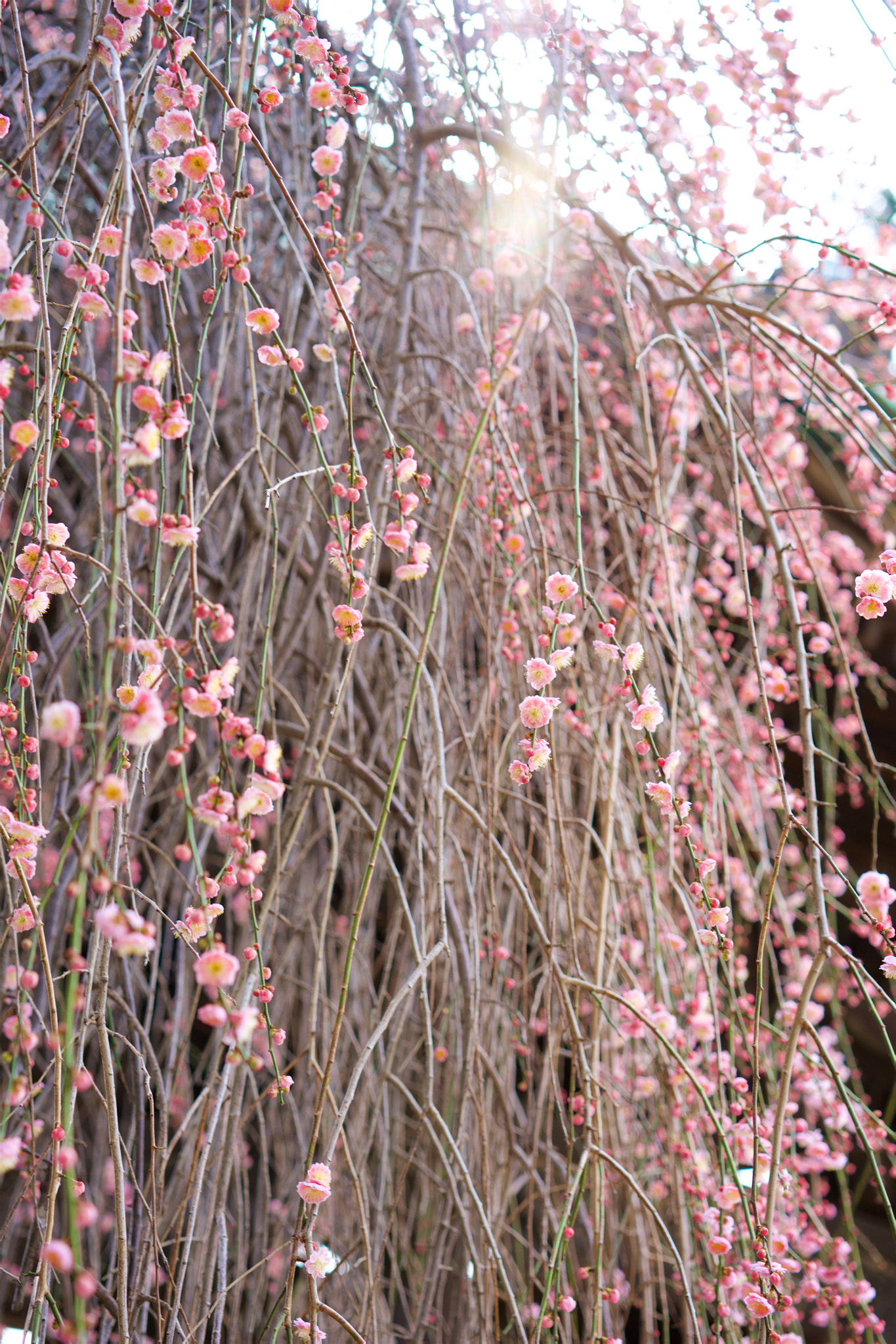 Sony a7 + Sony Sonnar T* FE 55mm F1.8 ZA sample photo. Flowers 4559 photography