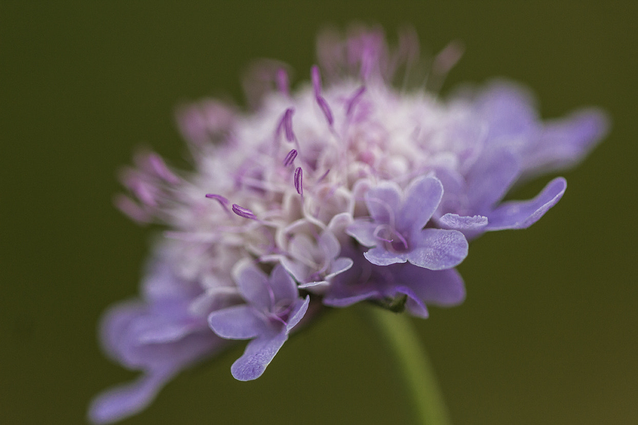 Canon EF 100mm F2.8 Macro USM sample photo. Silvestre. photography