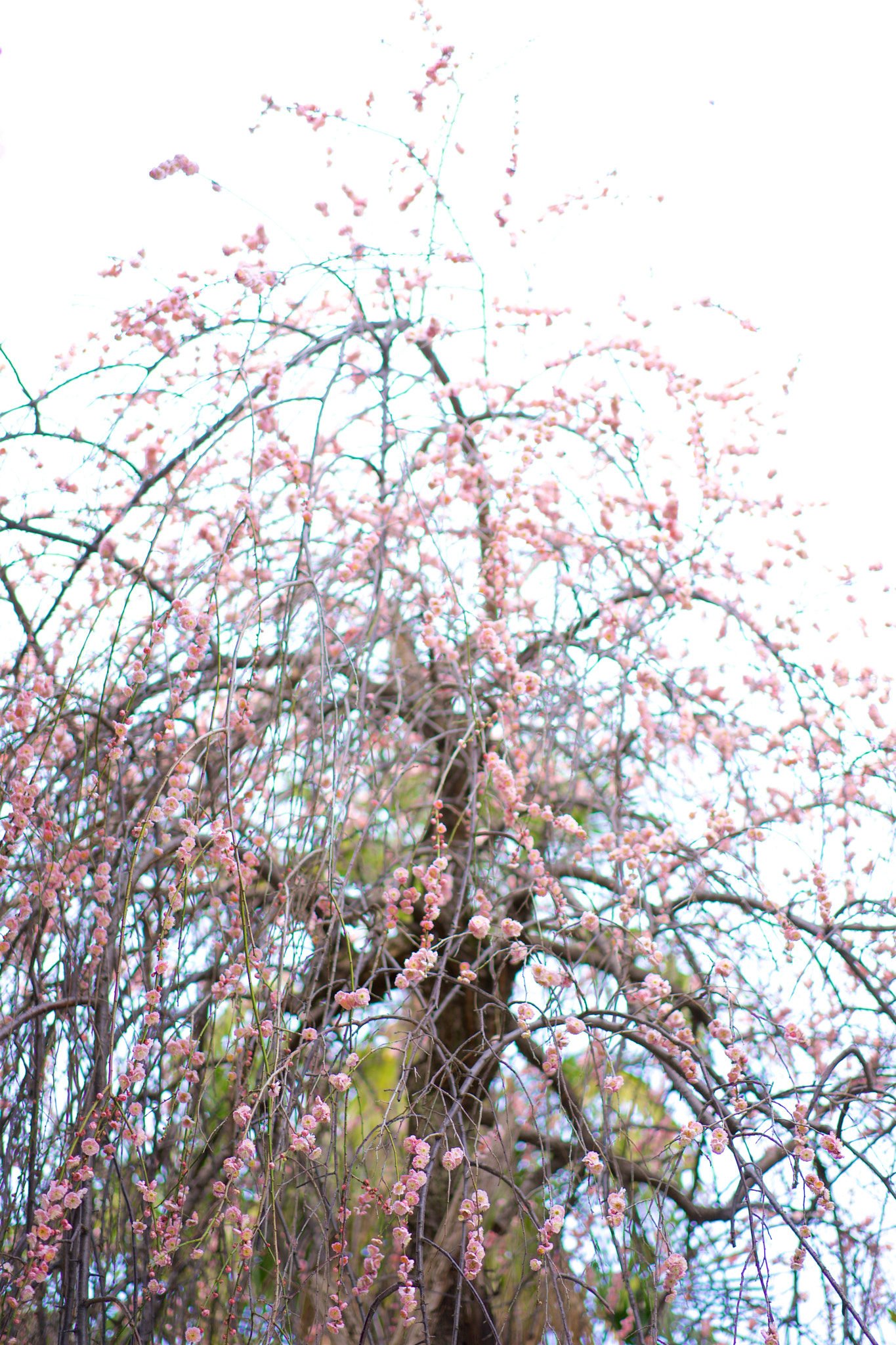 Sony a7 + Sony Sonnar T* FE 55mm F1.8 ZA sample photo. Flowers 4562 photography