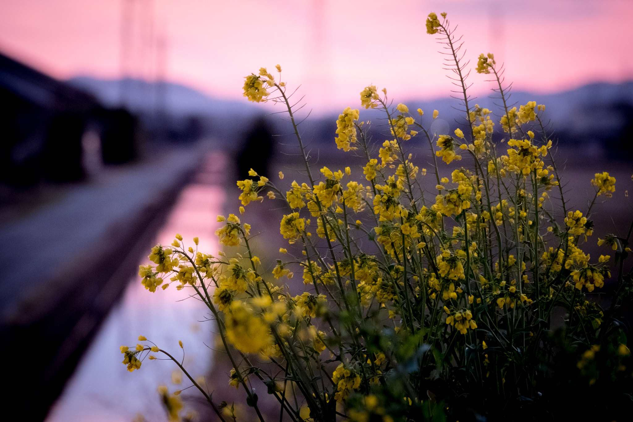 Fujifilm X-Pro2 + Fujifilm XF 50-140mm F2.8 R LM OIS WR sample photo. 菜の花 photography