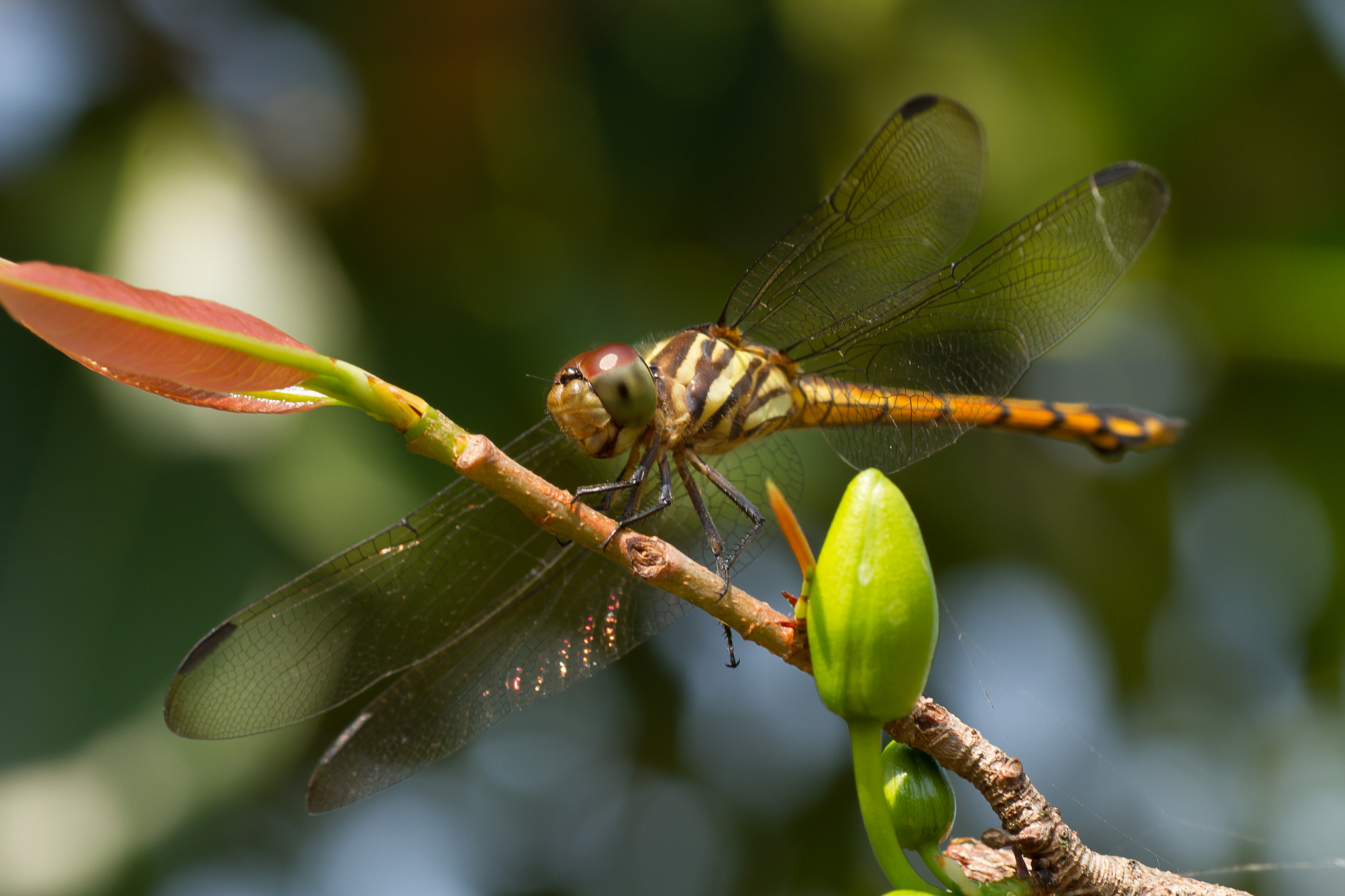 Canon EOS 7D + Tamron SP AF 90mm F2.8 Di Macro sample photo