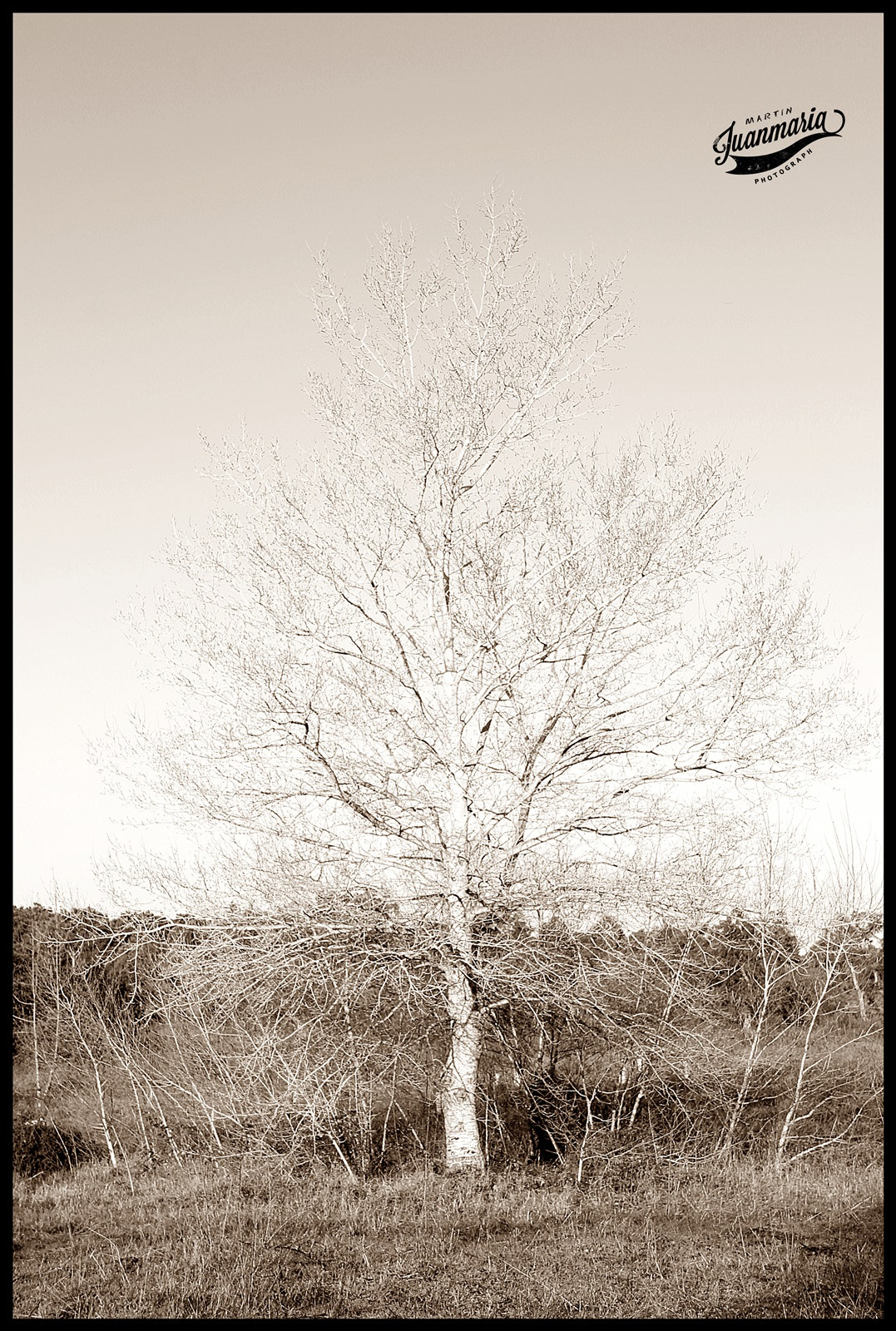 Canon EOS 700D (EOS Rebel T5i / EOS Kiss X7i) + Sigma 18-200mm f/3.5-6.3 DC OS HSM [II] sample photo. árbol solitario photography