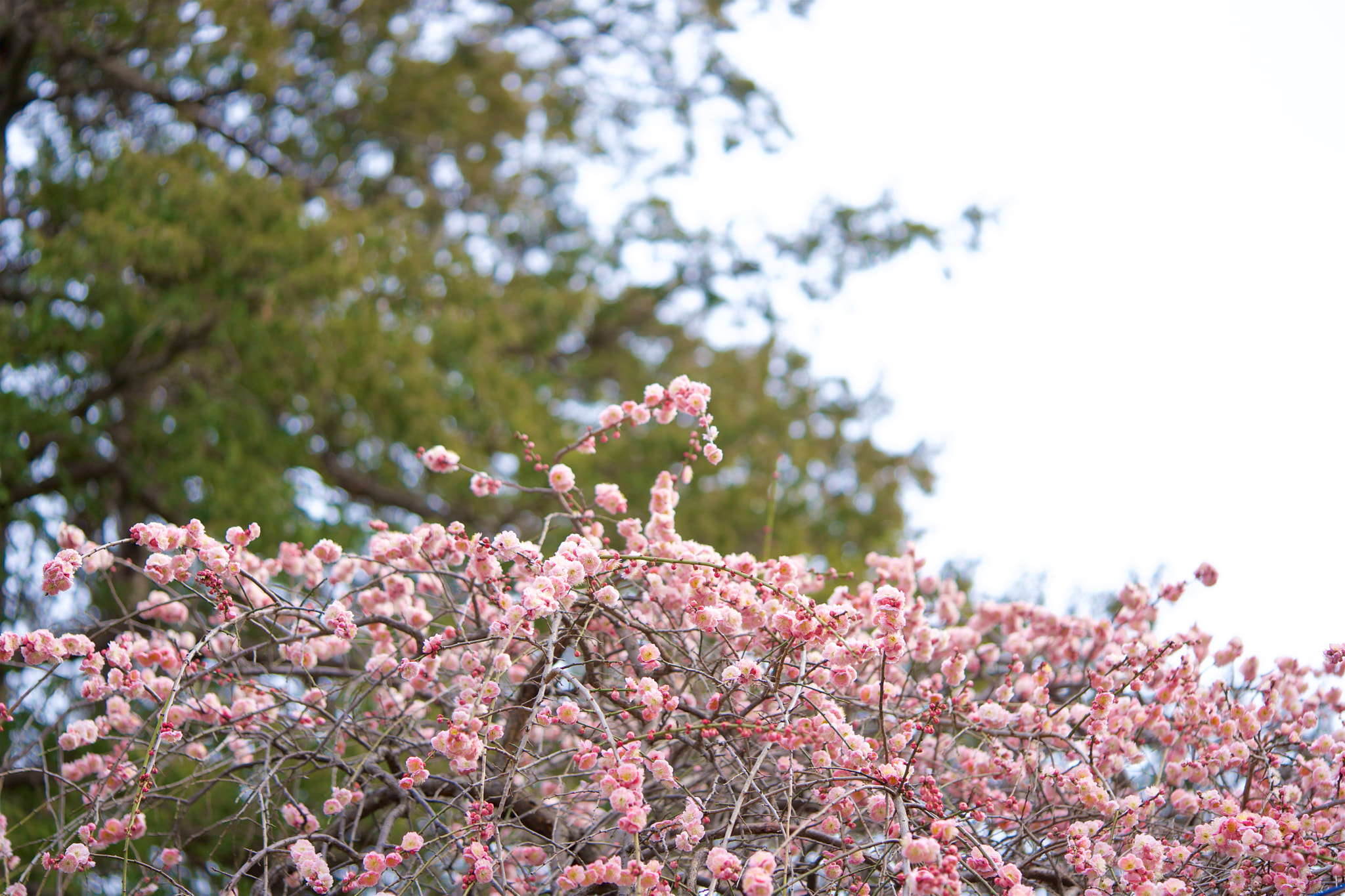 Sony a7 + Sony FE 90mm F2.8 Macro G OSS sample photo. Flowers 4563 photography