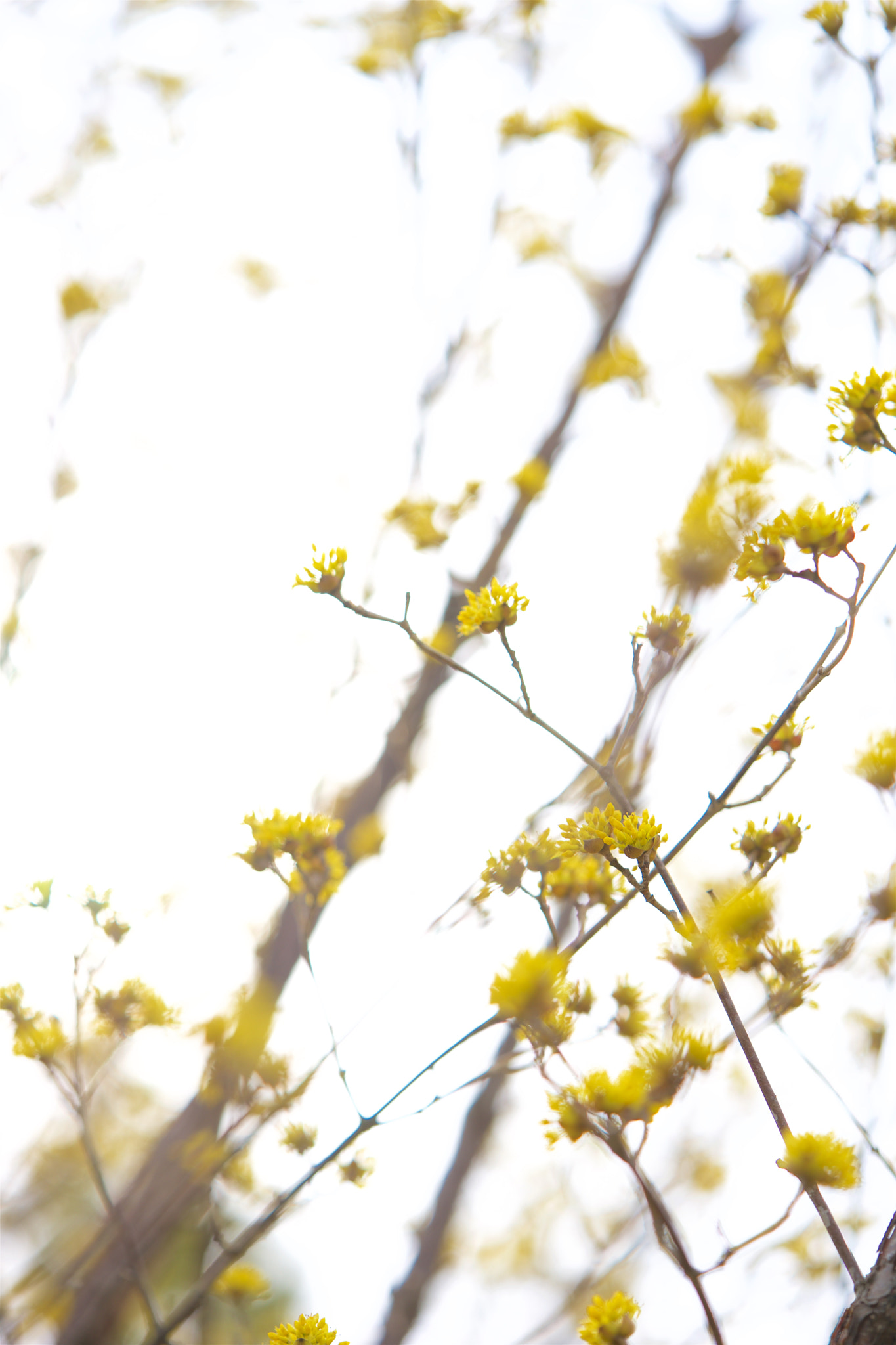 Sony a7 + Sony FE 90mm F2.8 Macro G OSS sample photo. Flowers 4565 photography