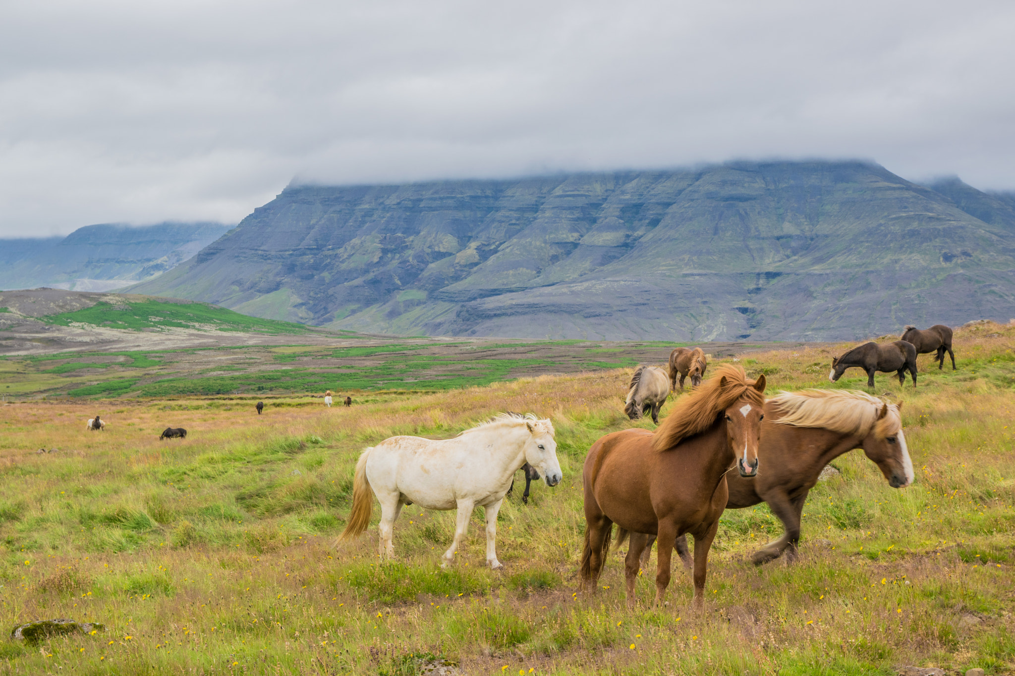 Nikon D5300 + Sigma 17-70mm F2.8-4 DC Macro OS HSM | C sample photo. Wild icelandic horses photography