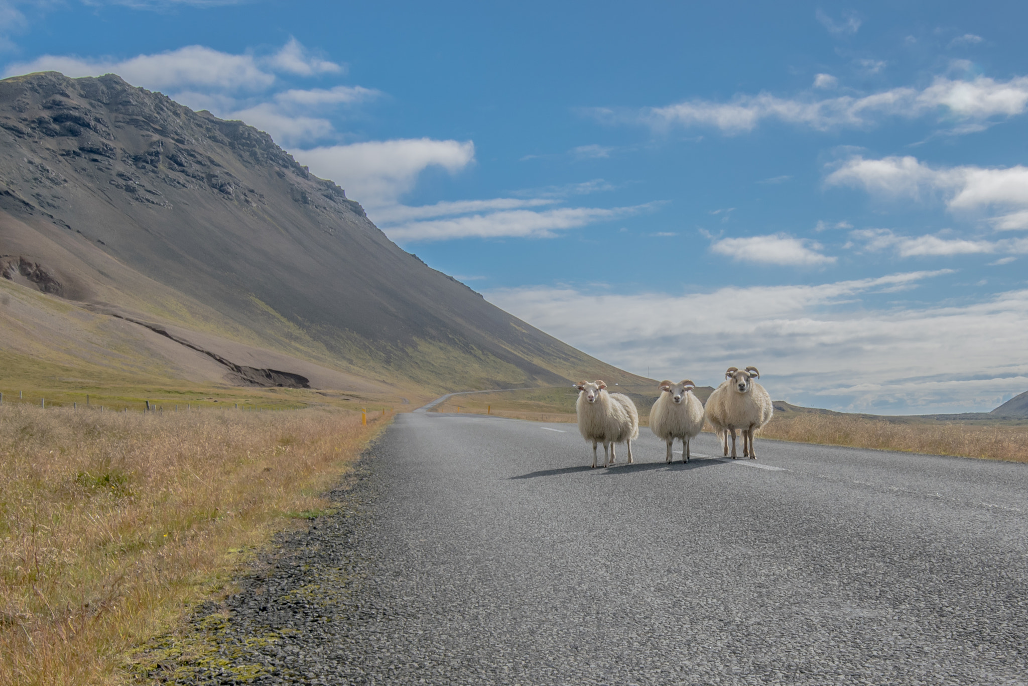 Nikon D5300 + Tokina AT-X 11-20 F2.8 PRO DX (AF 11-20mm f/2.8) sample photo. Sheeps in iceland photography
