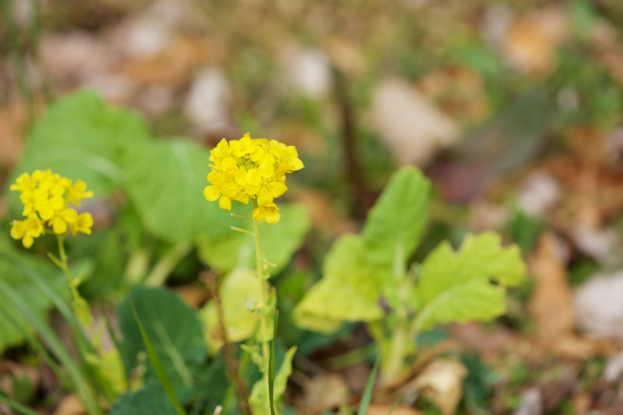 Sony a7 + Sony FE 90mm F2.8 Macro G OSS sample photo. Flowers 4568 photography