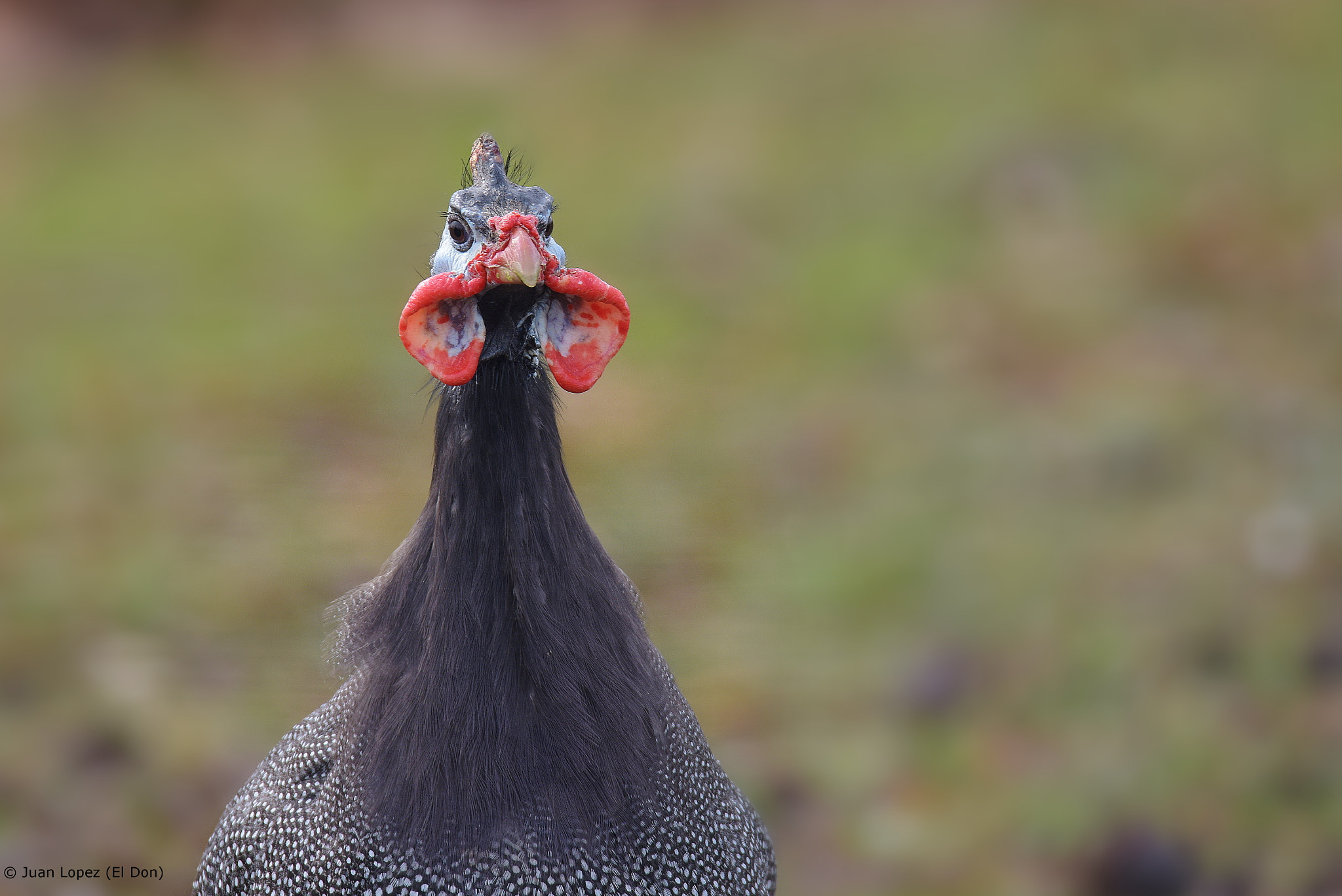 Sigma 150-600mm F5-6.3 DG OS HSM | S sample photo. Bird photography
