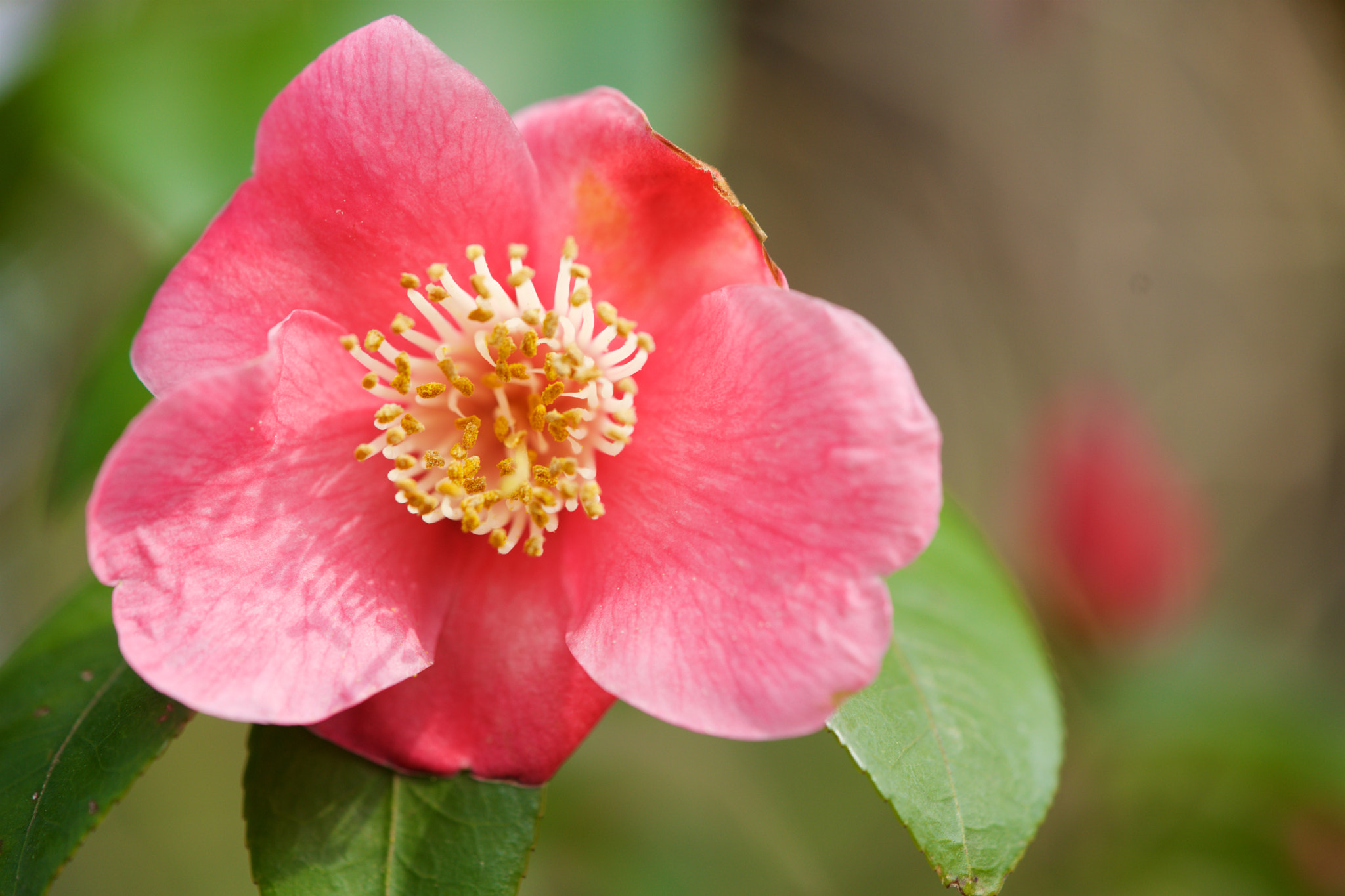 Sony a7 + Sony FE 90mm F2.8 Macro G OSS sample photo. Flowers 4569 photography