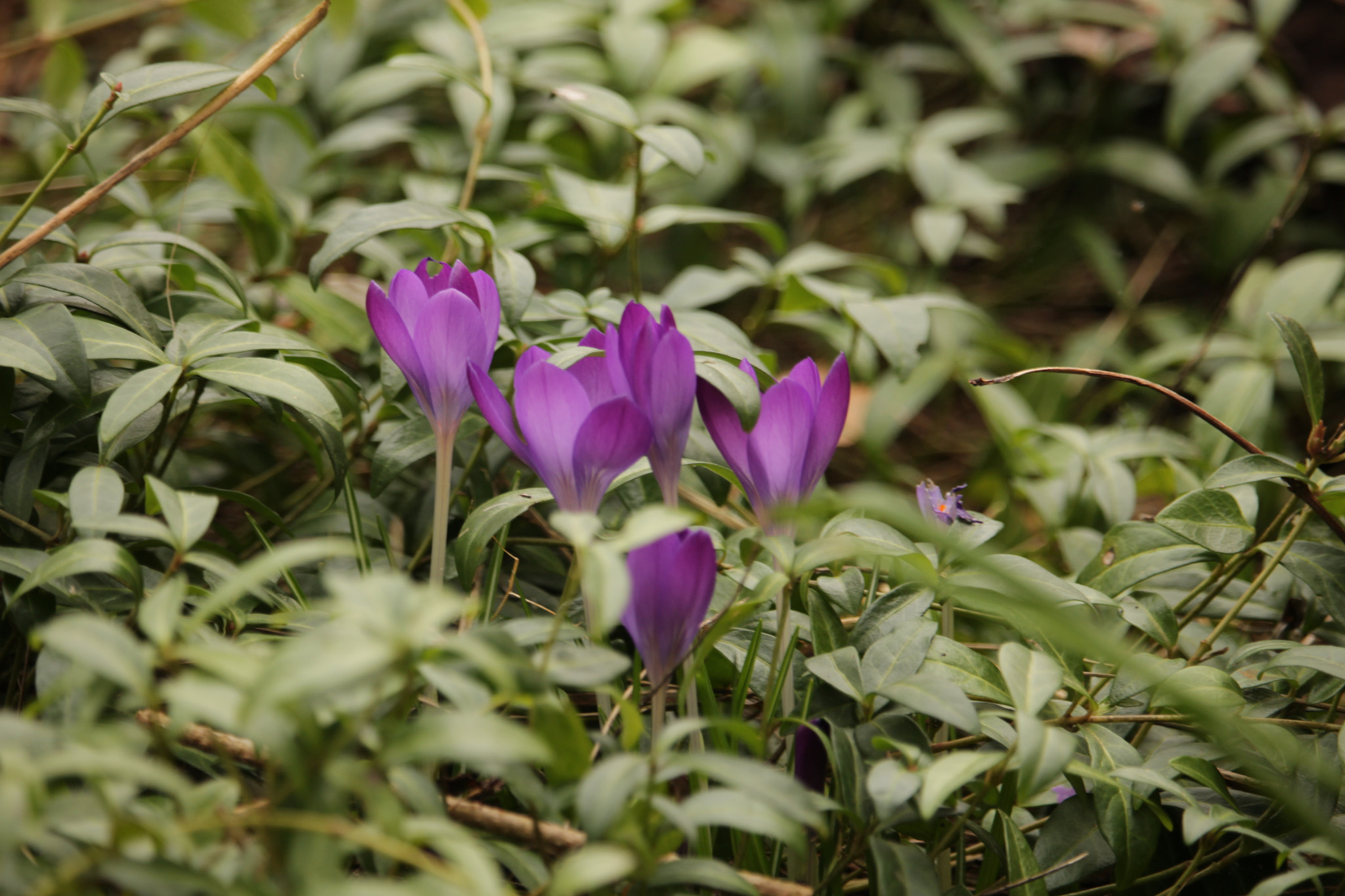 Canon EOS 650D (EOS Rebel T4i / EOS Kiss X6i) + Canon EF-S 55-250mm F4-5.6 IS STM sample photo. Krokus / crocus photography