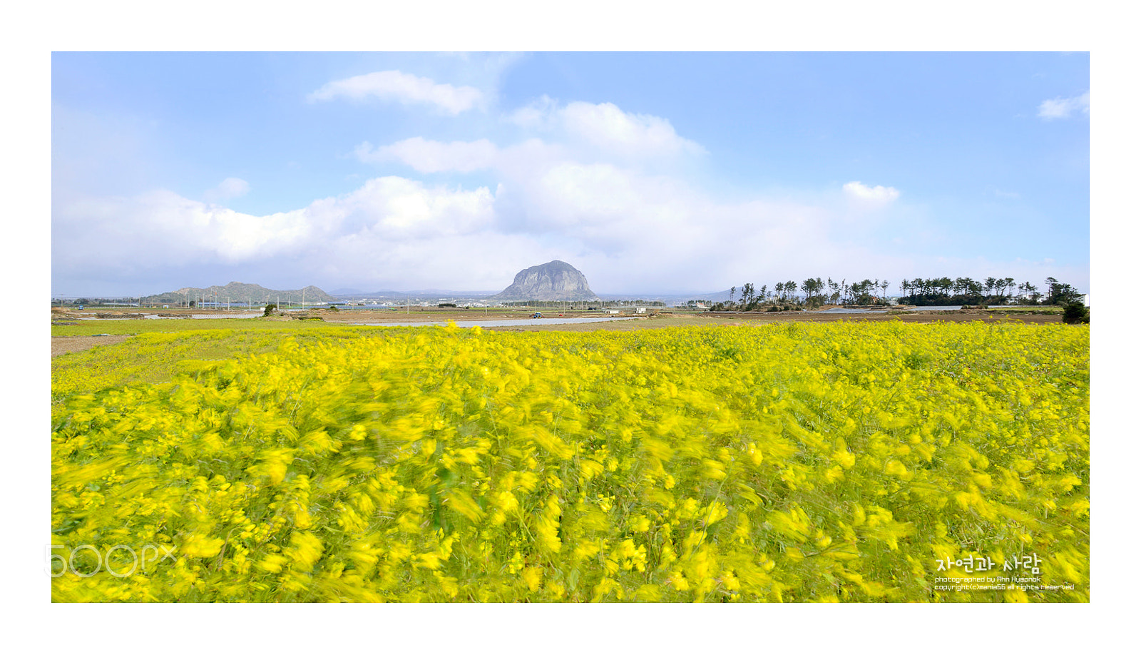 Nikon AF-S Nikkor 17-35mm F2.8D ED-IF sample photo. Spring in jeju photography