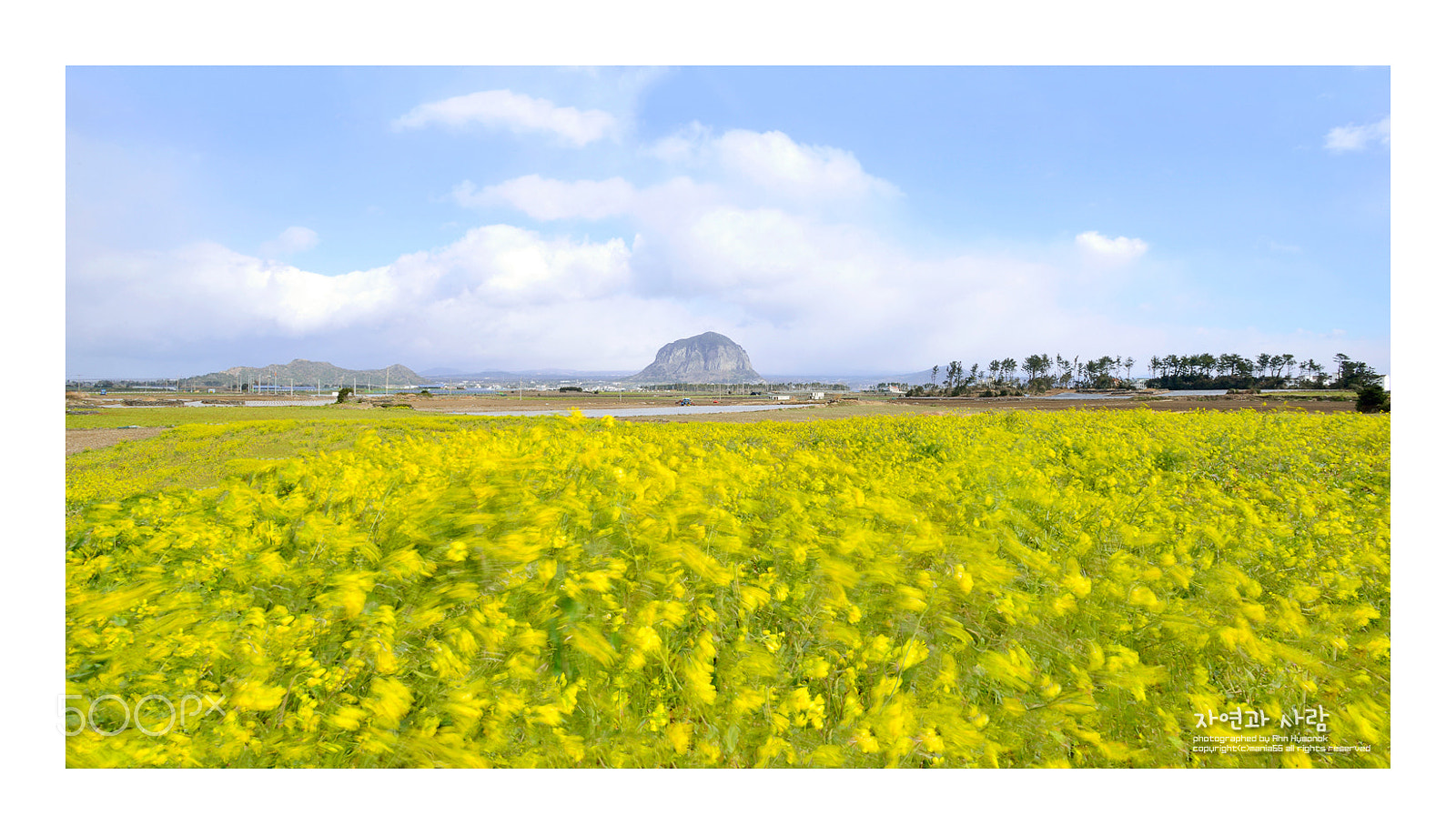 Nikon D800 + Nikon AF-S Nikkor 17-35mm F2.8D ED-IF sample photo. Spring in jeju photography