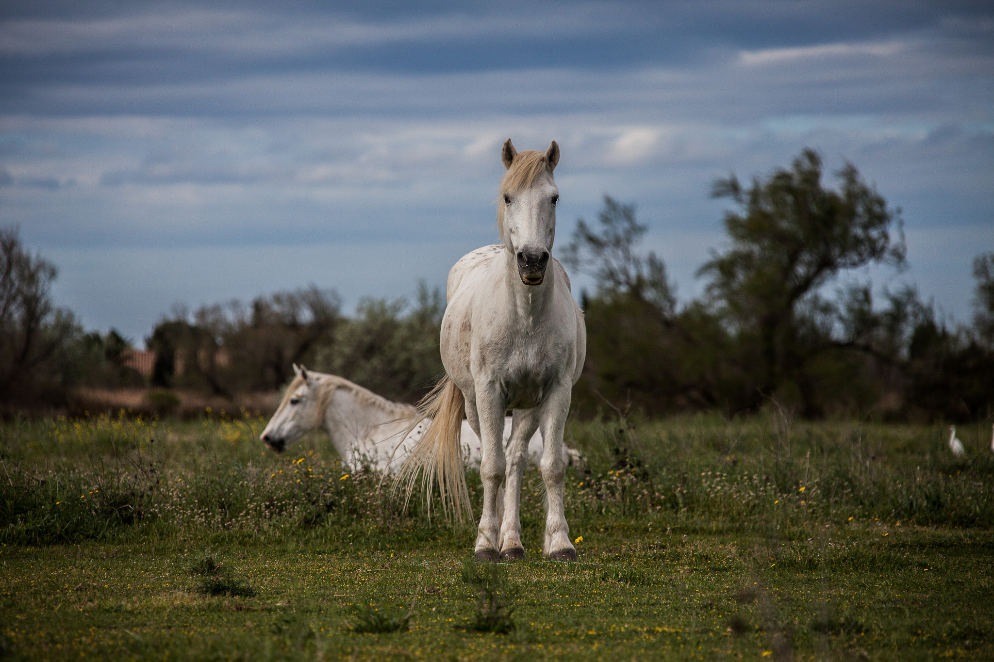 Canon EF 28-300mm F3.5-5.6L IS USM sample photo. Provence photography