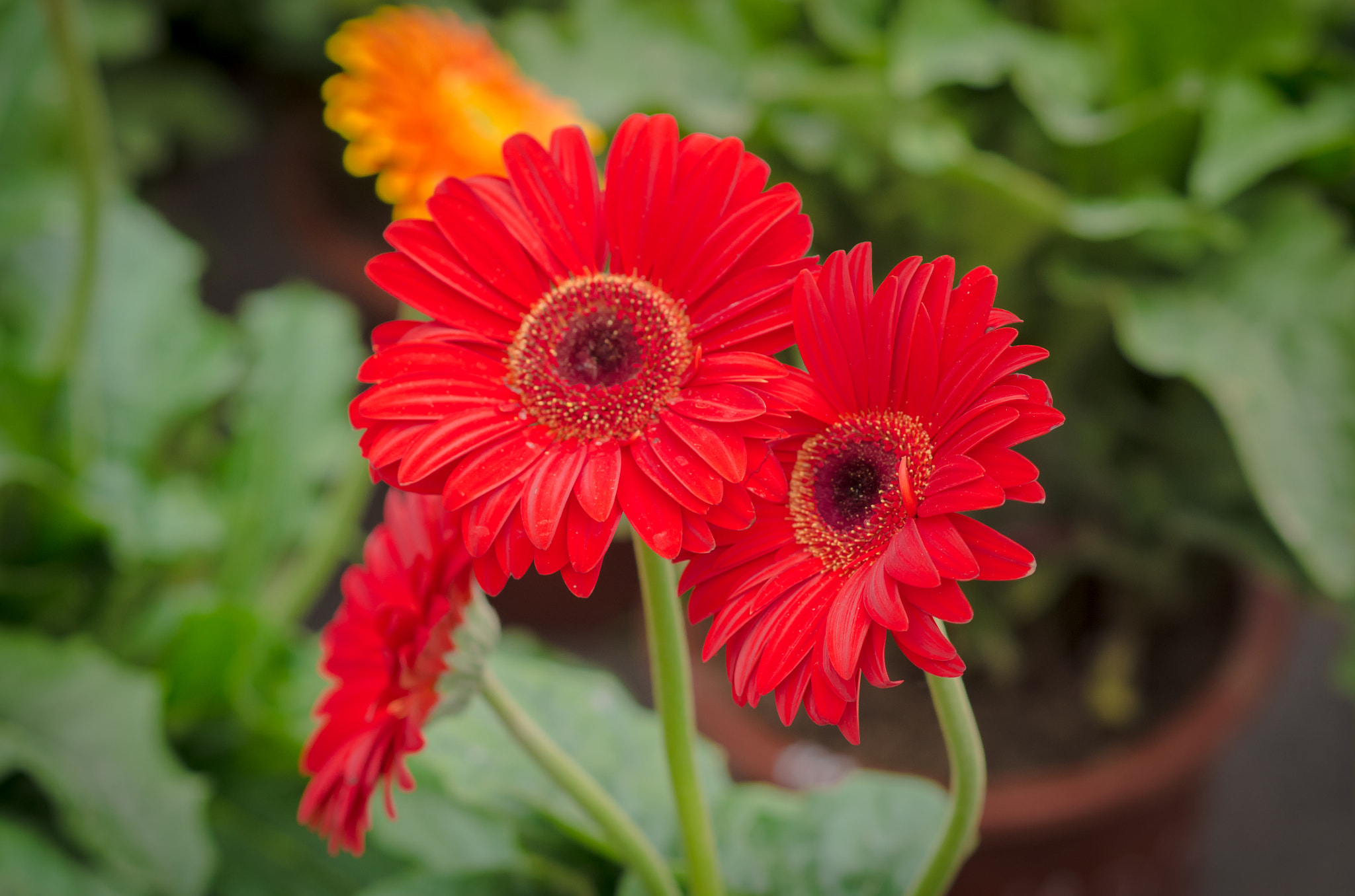 Nikon D7000 + Nikon AF-S Nikkor 85mm F1.8G sample photo. Gerbera flowers photography