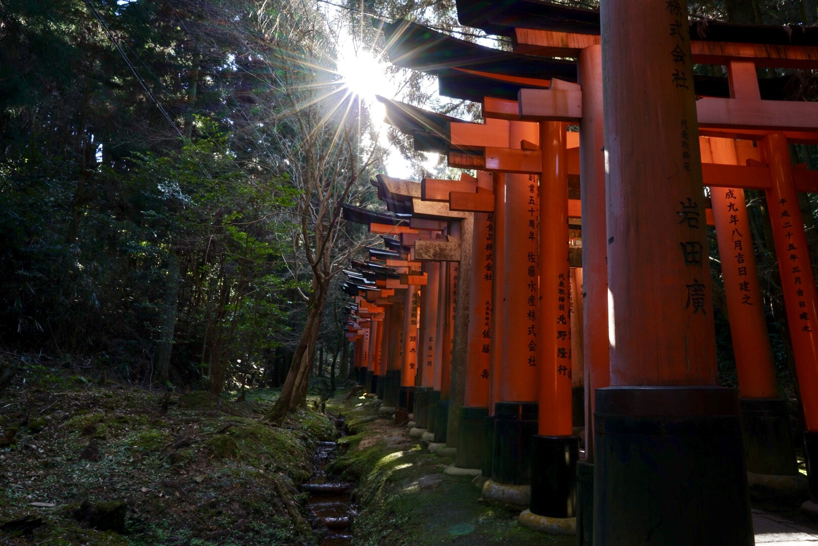 Sony a7R II + ZEISS Batis 25mm F2 sample photo. Torii gates touched by the sun photography