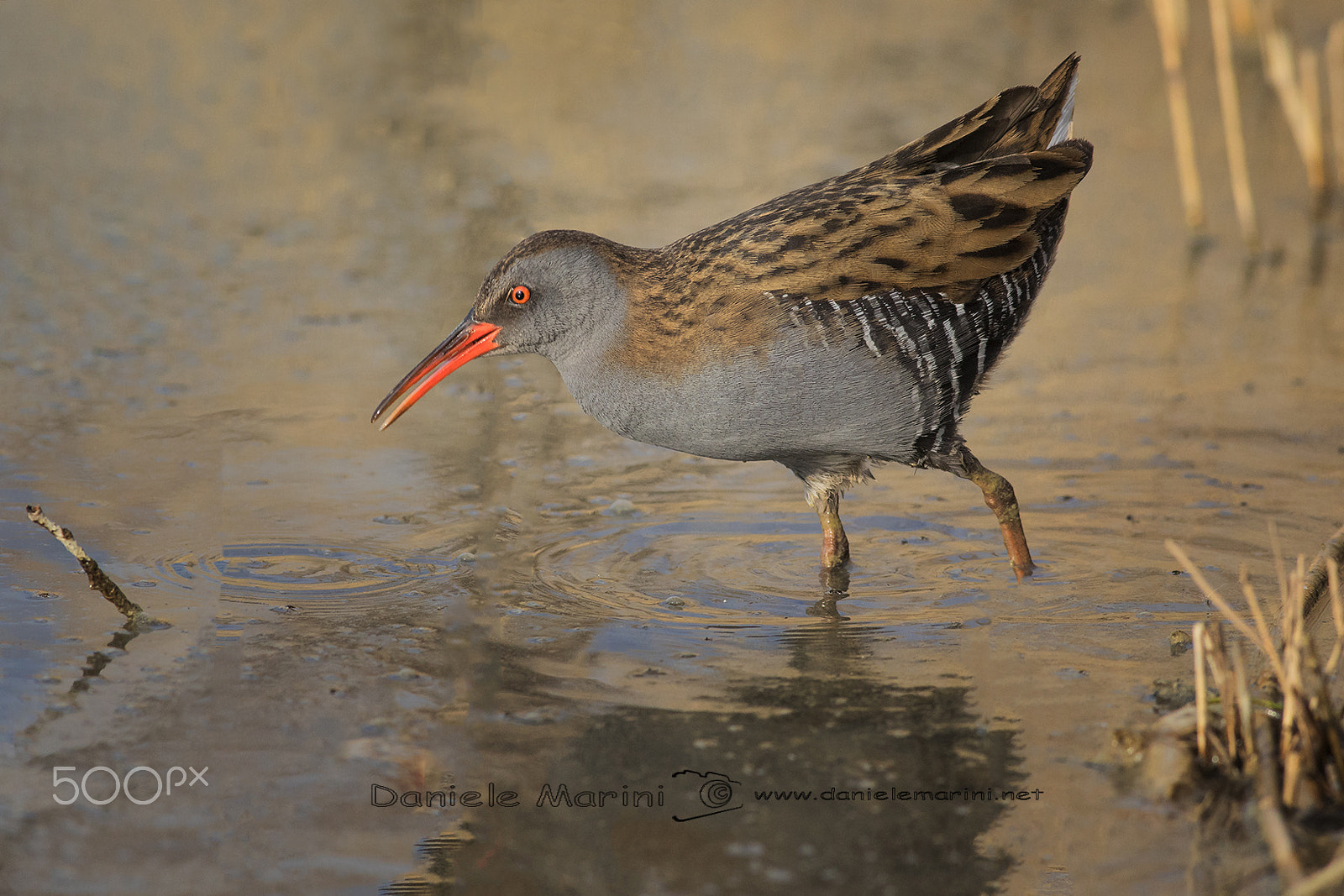 Canon EF 400mm F5.6L USM sample photo. Water rail (rallus aquaticus) porciglione photography