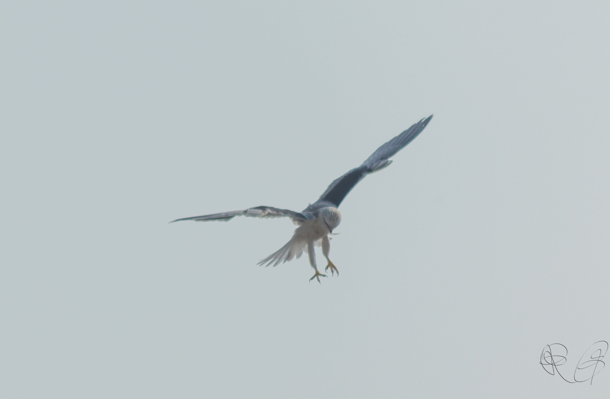 Canon EOS 550D (EOS Rebel T2i / EOS Kiss X4) sample photo. Black shouldered kite hovering photography