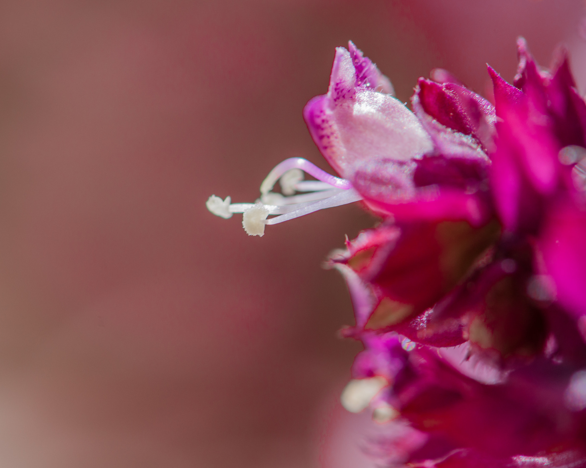 Nikon AF-S Micro-Nikkor 105mm F2.8G IF-ED VR sample photo. Close up photography