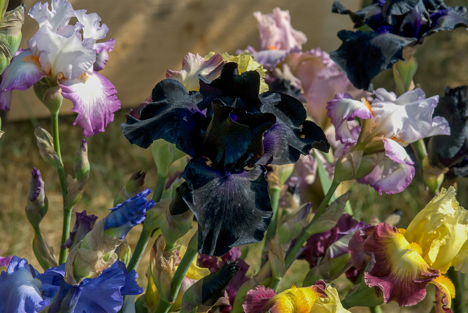Nikon AF-S Micro-Nikkor 105mm F2.8G IF-ED VR sample photo. Fleurs photography