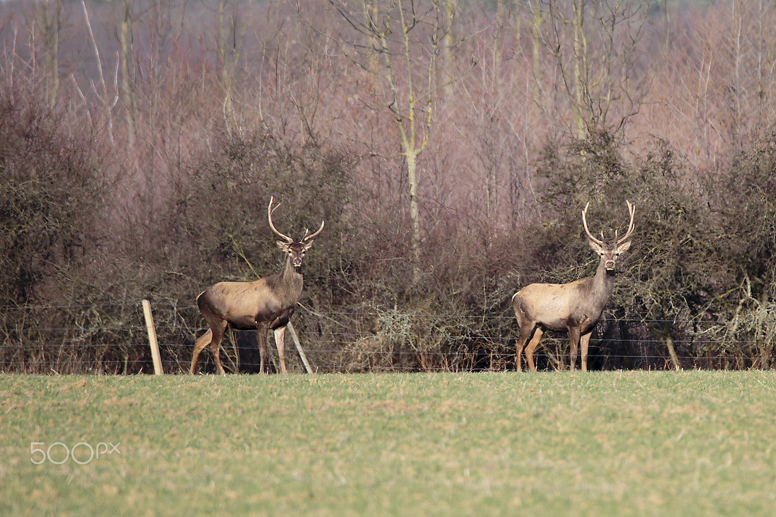 150-600mm F5-6.3 DG OS HSM | Contemporary 015 sample photo. Face to face photography