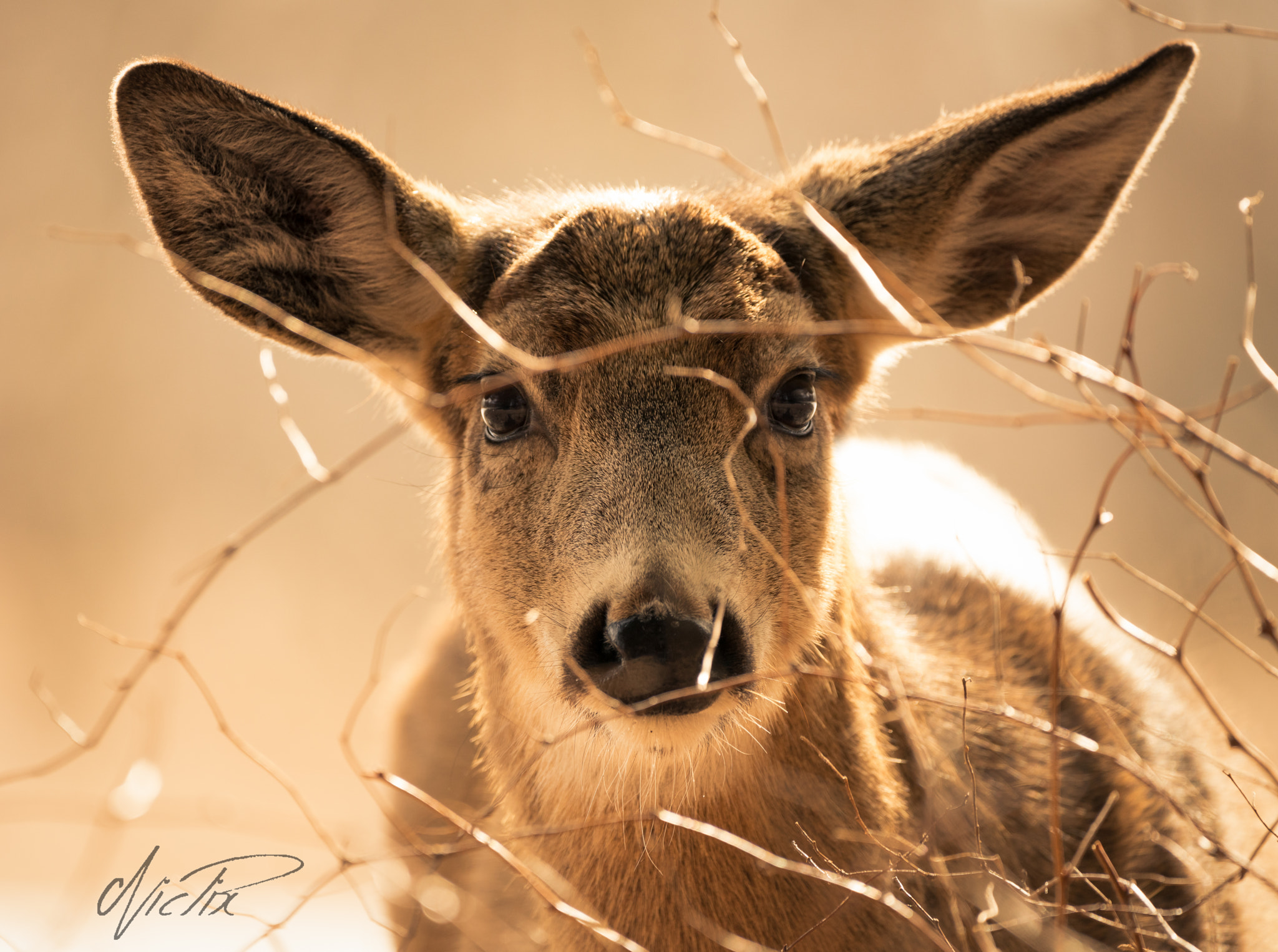 150-600mm F5-6.3 DG OS HSM | Contemporary 015 sample photo. Deer powerful look photography