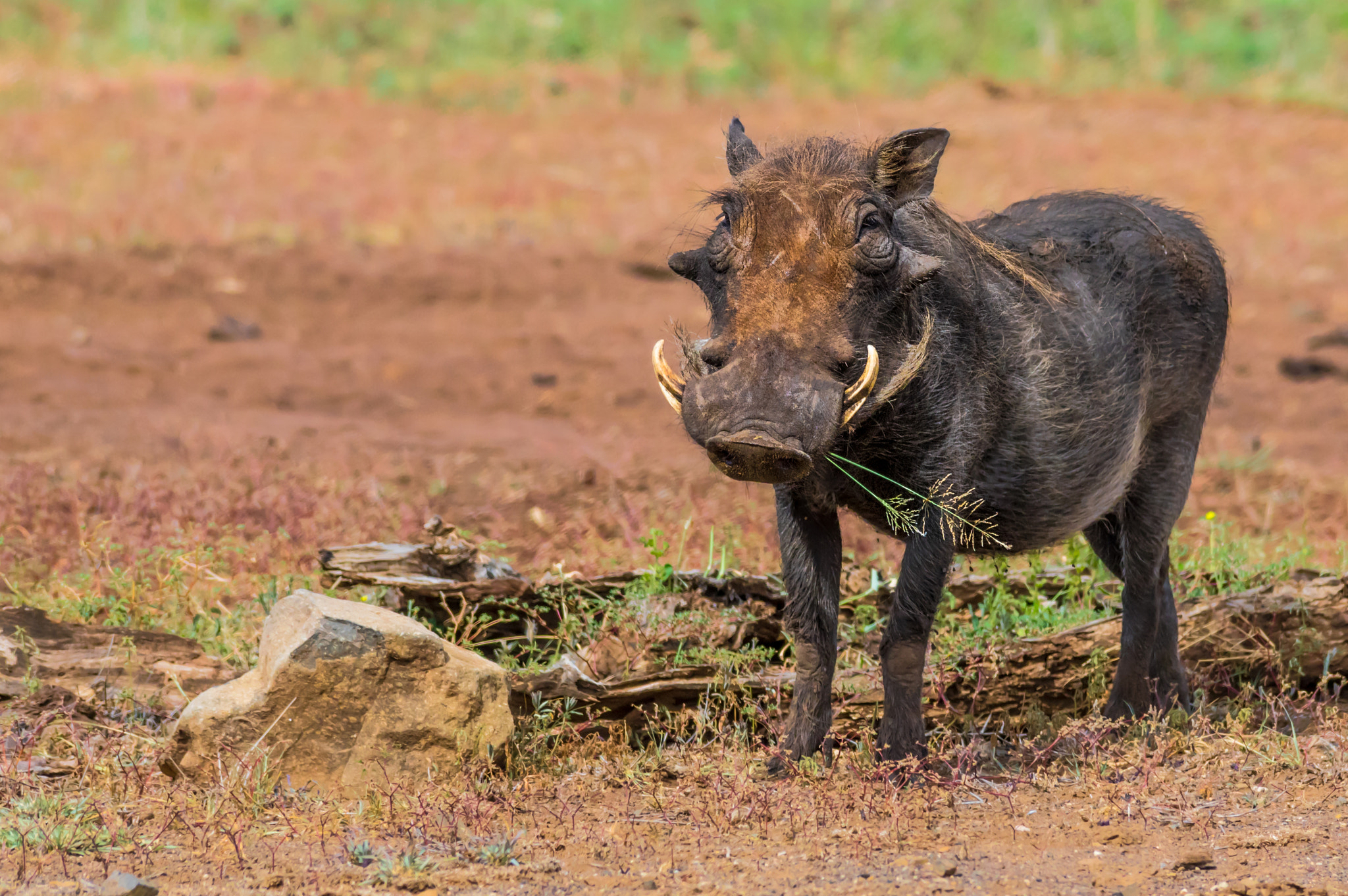 Pentax K-3 + Tamron SP AF 70-200mm F2.8 Di LD (IF) MACRO sample photo. Warthog bringing "flowers" photography