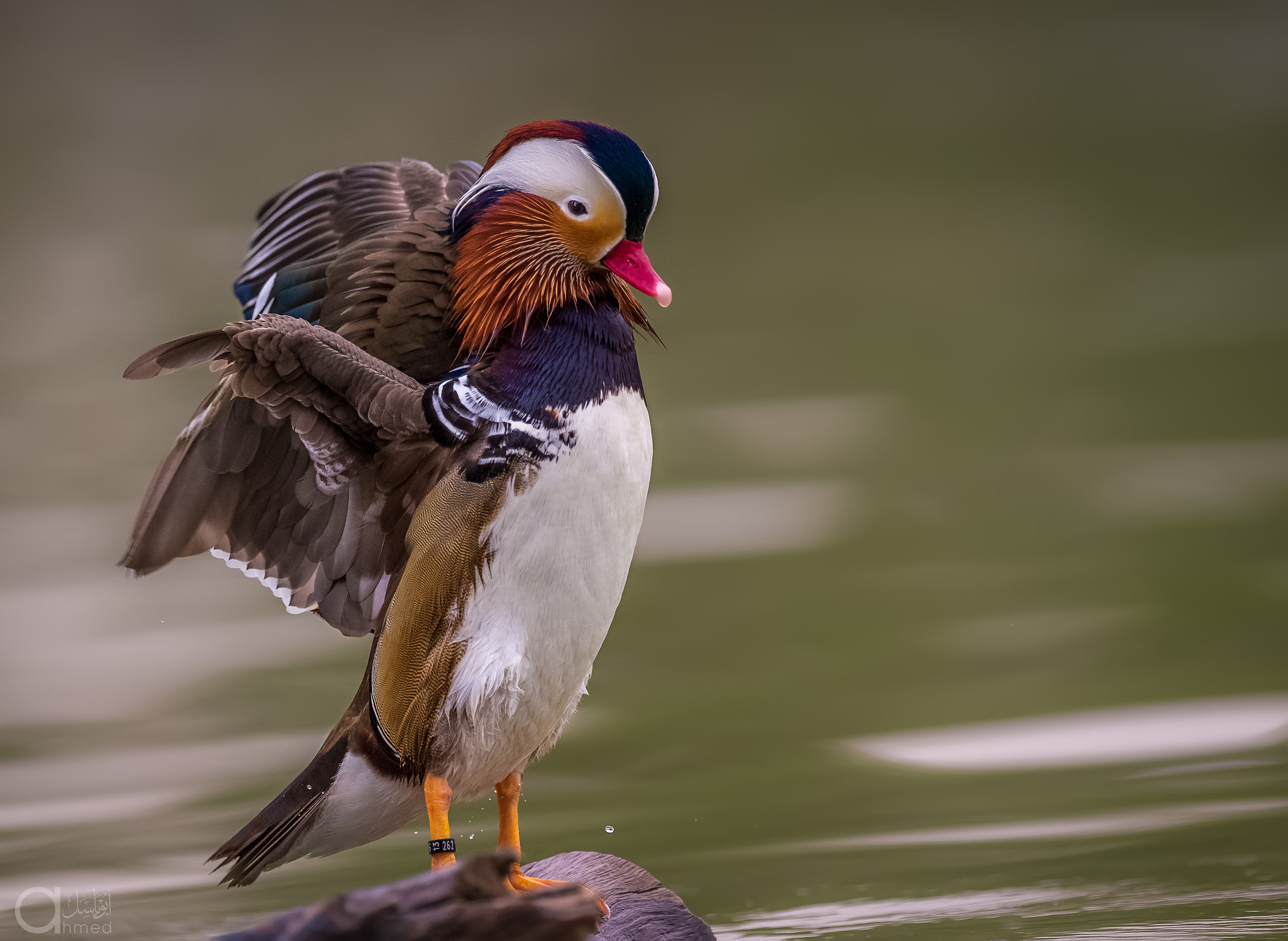 Nikon AF-S Nikkor 600mm F4G ED VR sample photo