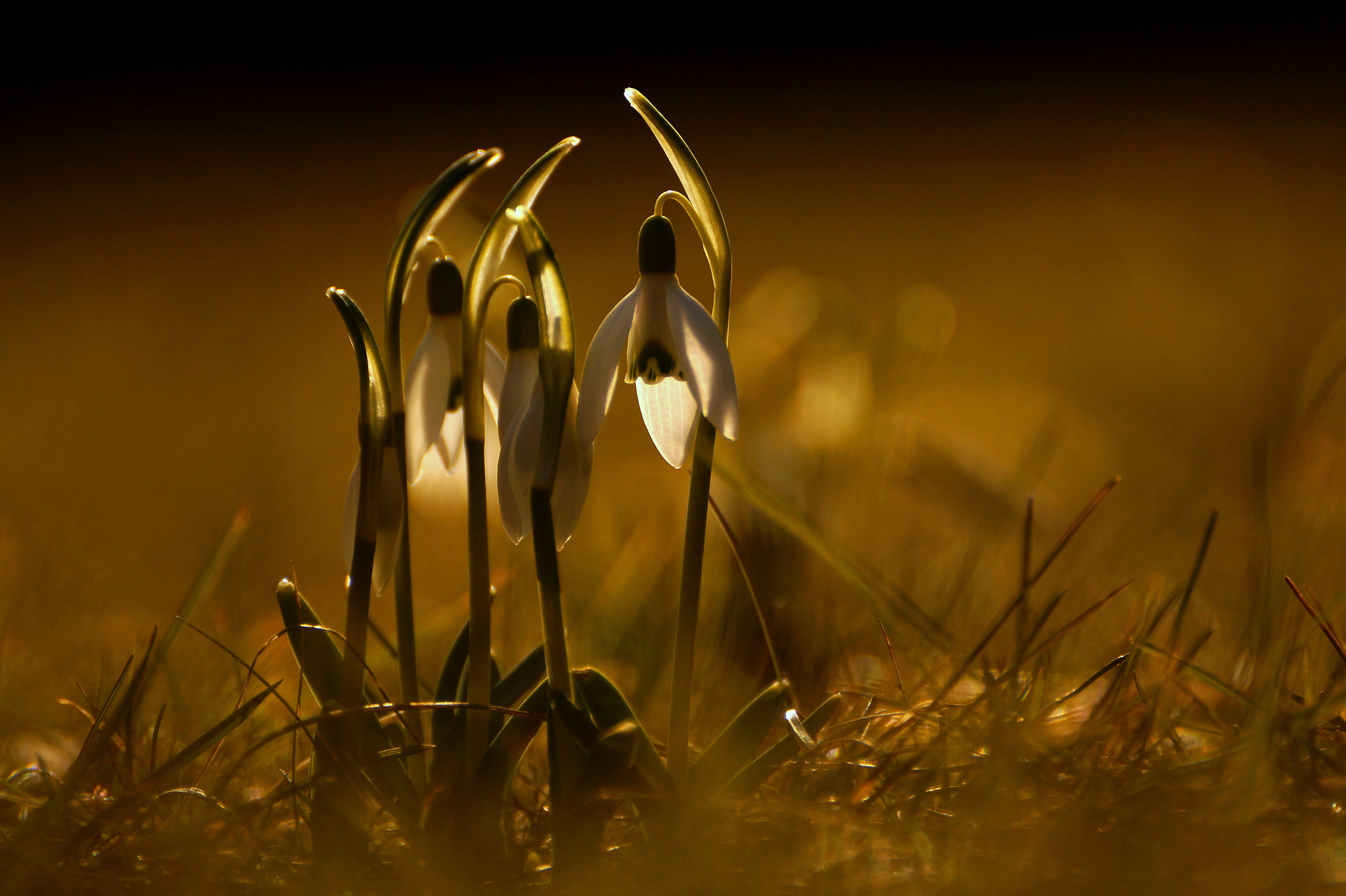 Sony DT 55-300mm F4.5-5.6 SAM sample photo. Early spring morning - galanthus nivalis photography
