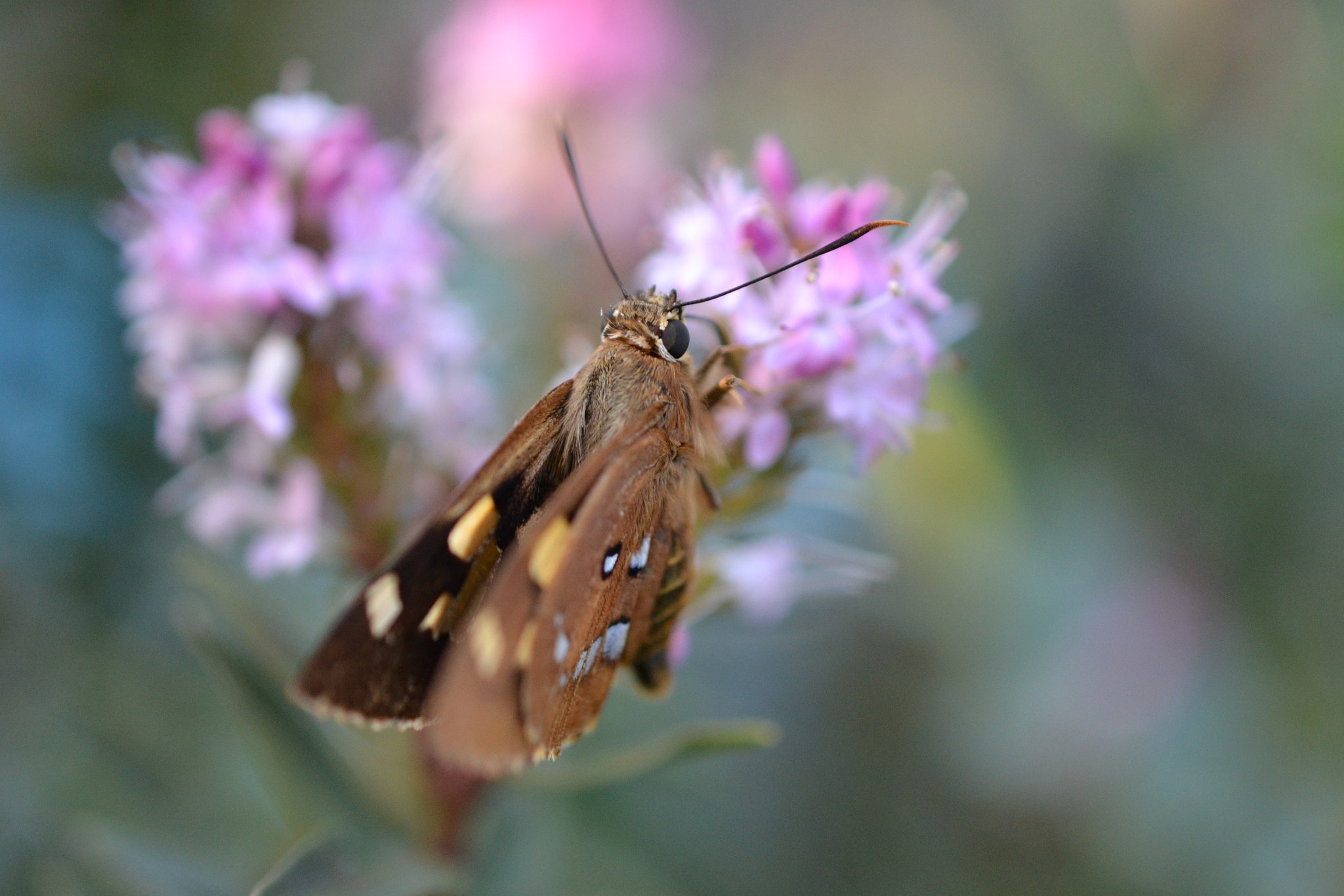 Nikon AF-S DX Micro Nikkor 40mm F2.8 sample photo. Brown butterfly photography