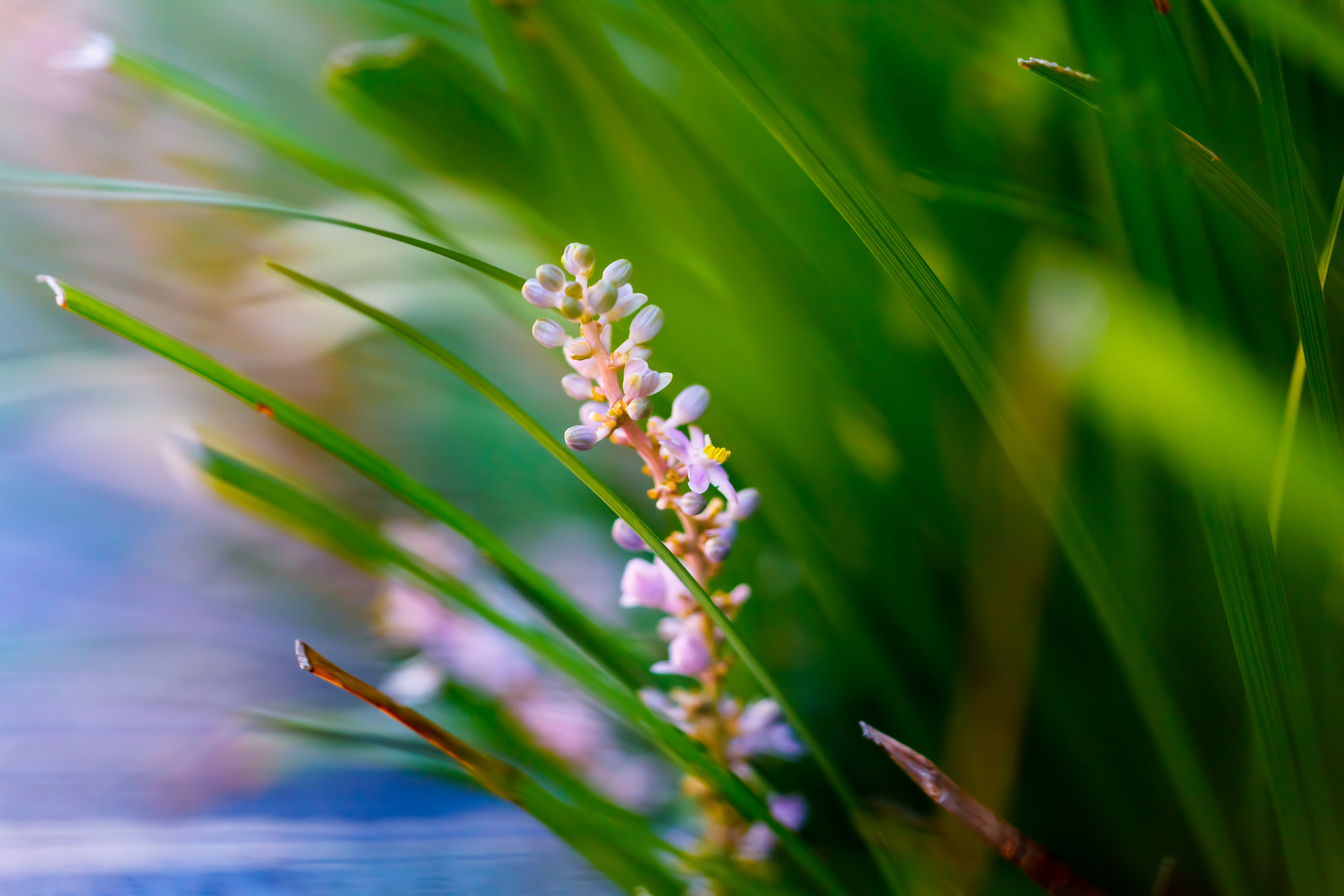 Sigma APO Macro 150mm f/2.8 EX DG HSM sample photo. Flowers photography